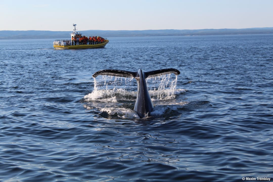 Whale watching in Tadoussac, Quebec