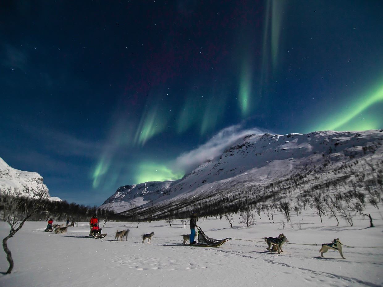 traîneau à chiens-tromso