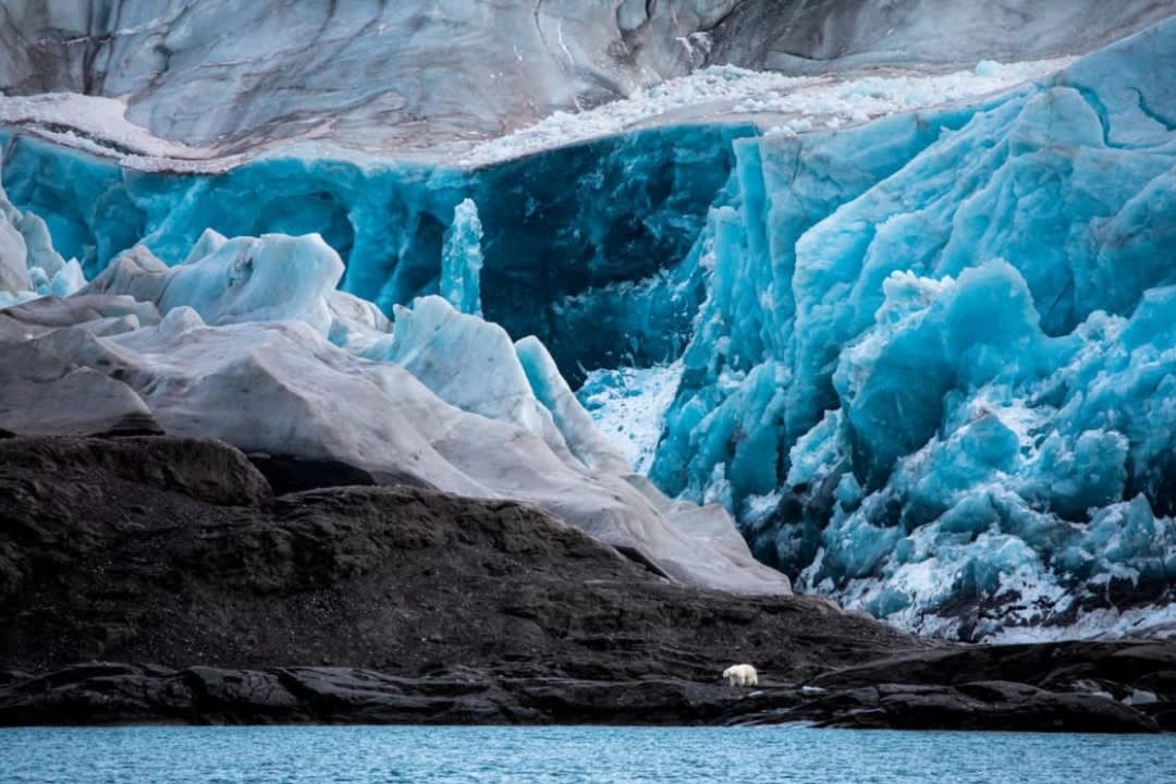 A polar bear in the Nordenskiöld Glacier in Svalbard