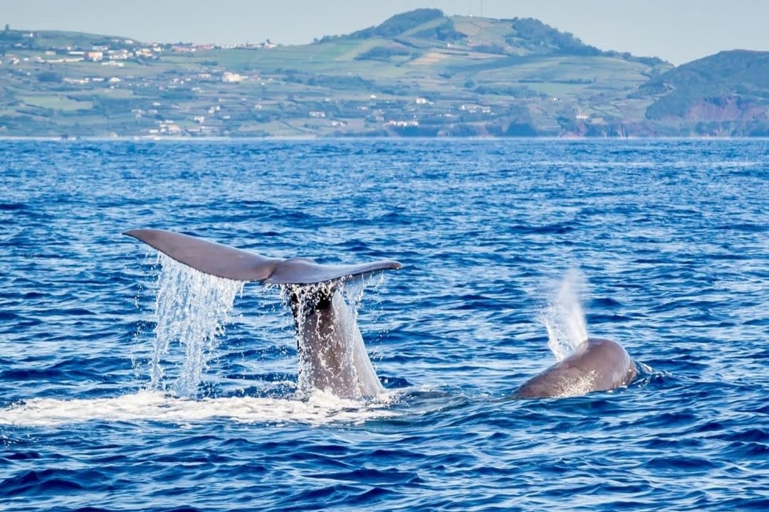 Whale watching from Angra do Heroísmo in Terceira Island