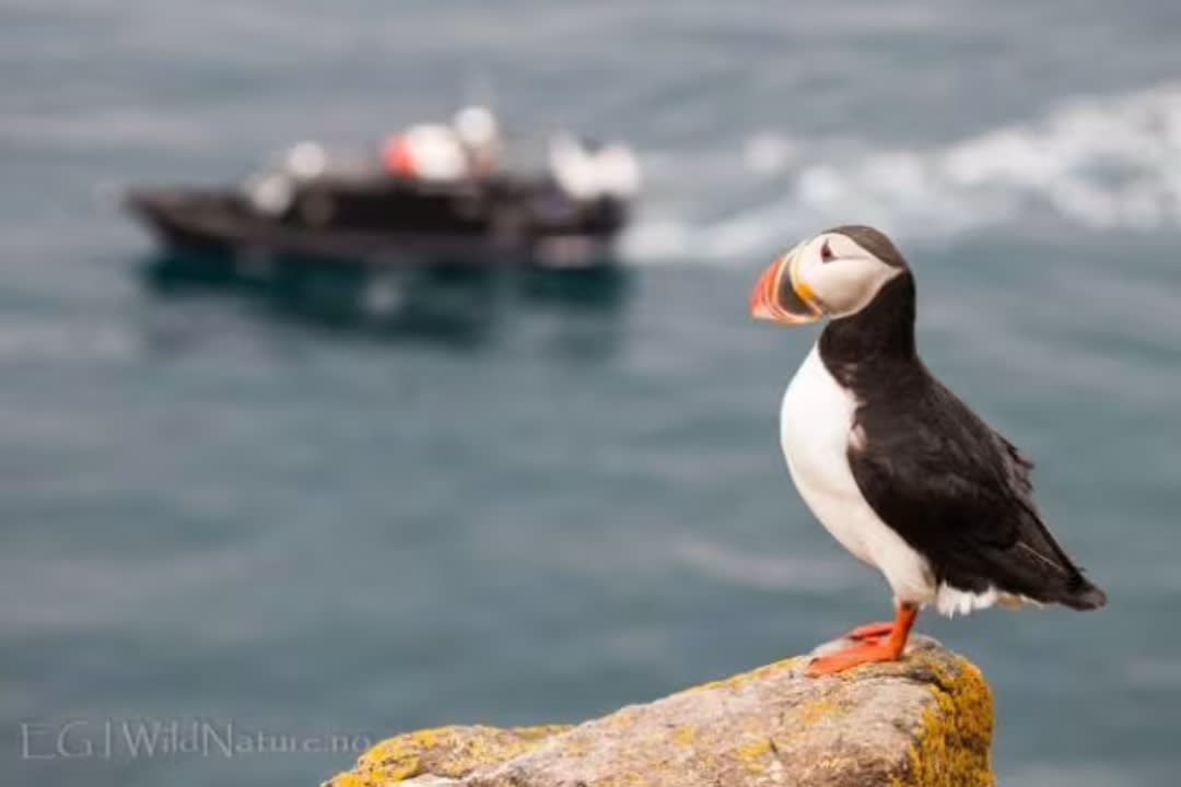 Nature and Wildlife Boat Tour in Svalbard