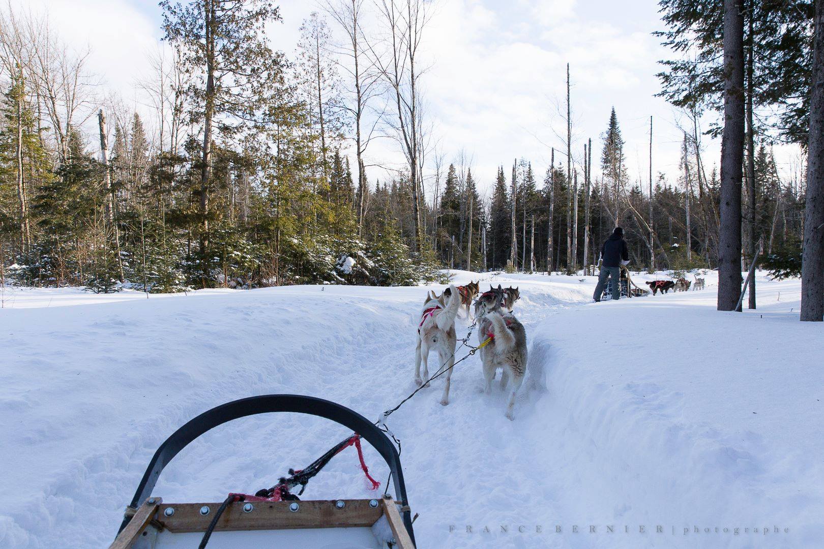 dog sledding near Lake Saint-Joseph