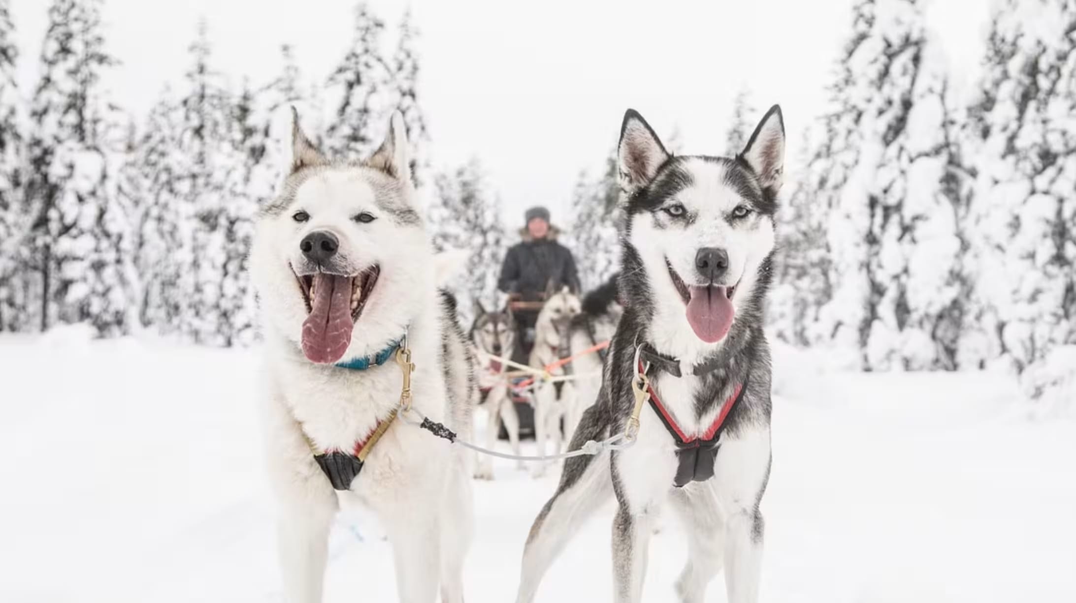 Huskies en la nieve en Finlandia