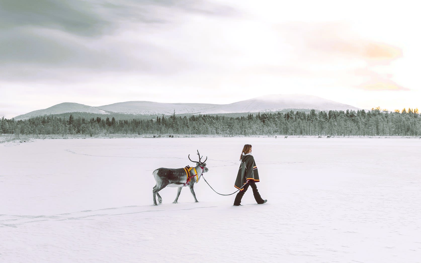 Twilight Wilderness and Reindeer Experience from Levi