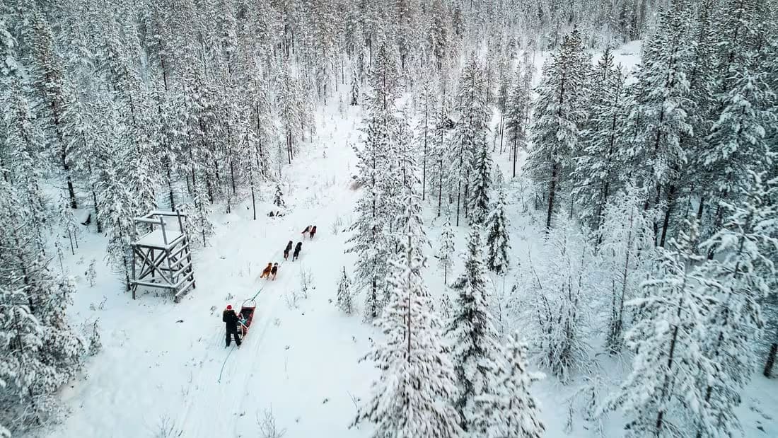 Dog sledding in Rovaniemi