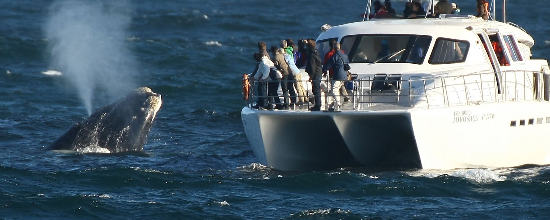 Whale watching boat tour from Hermanus