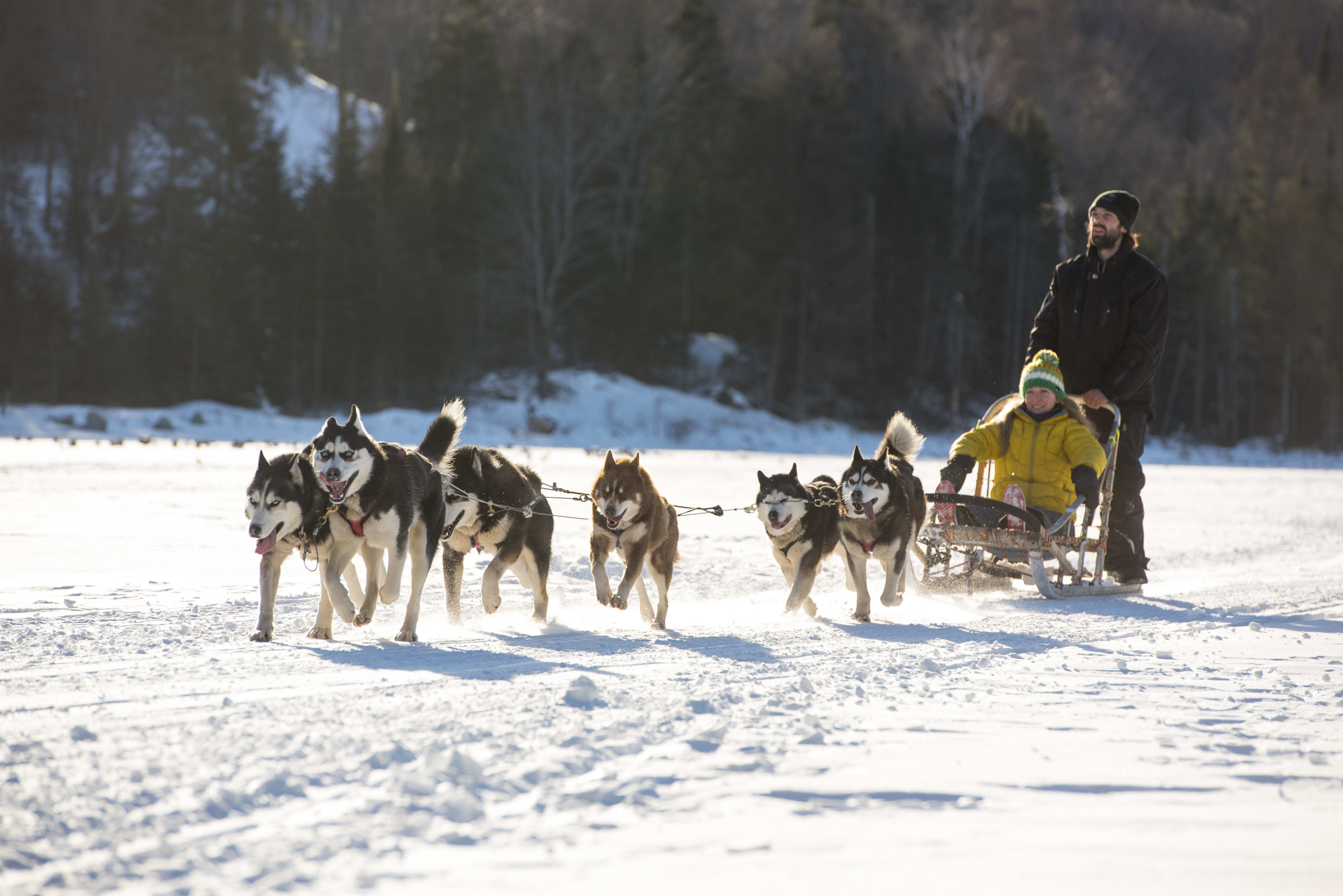 sled dogs