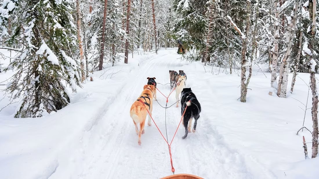 Hundeschlittenfahrten in Rovaniemi