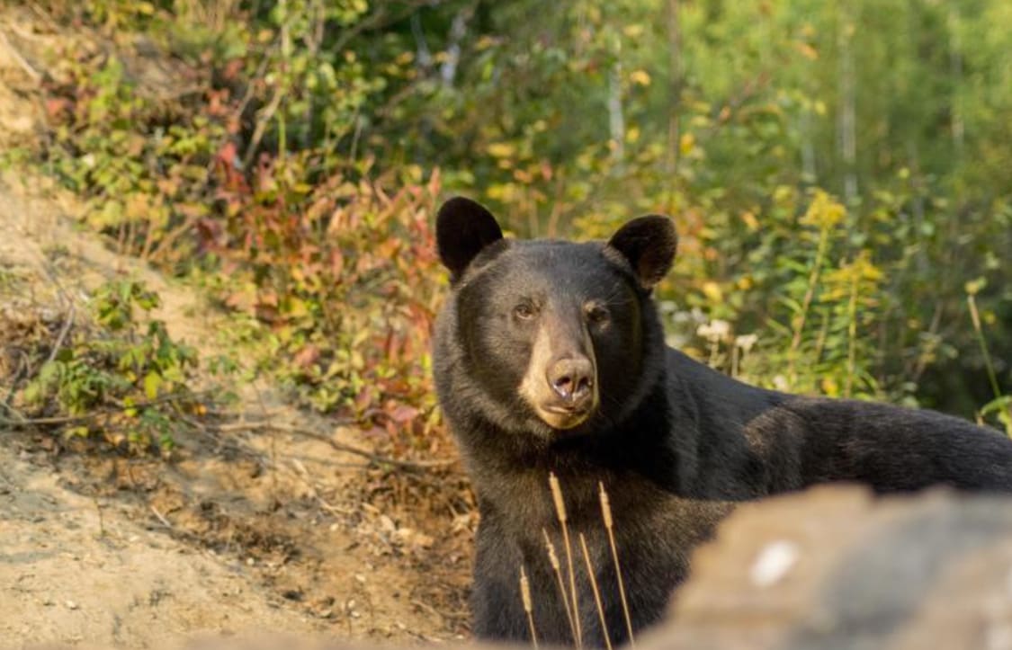 Oso negro