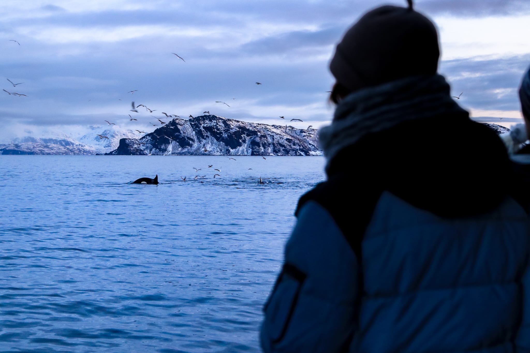 Observation des baleines à Tromso