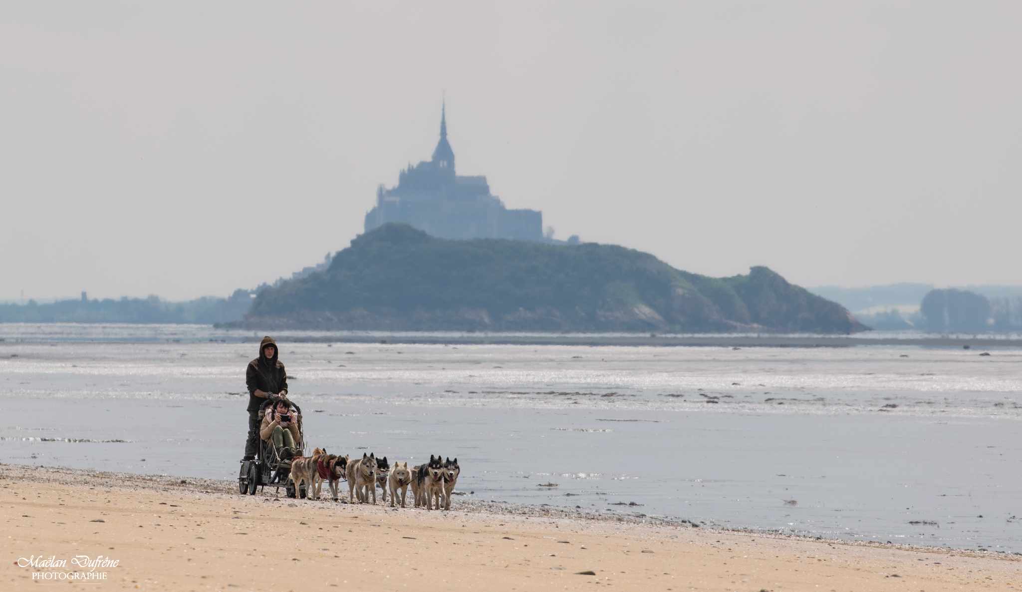 Sled dogs in the bay of Mont Saint-Michel