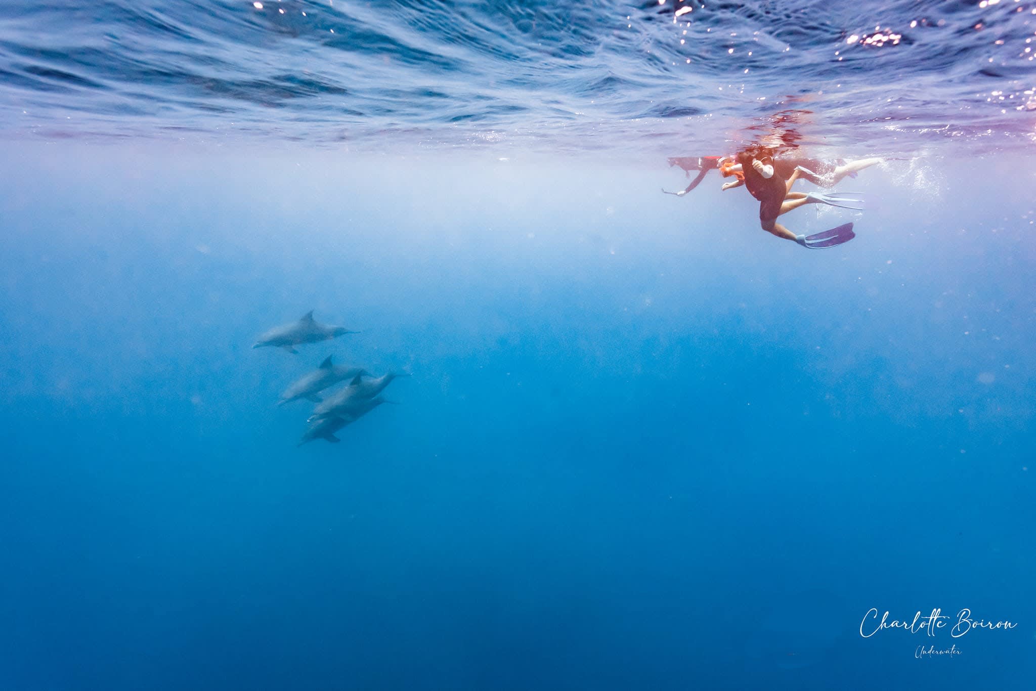 snorkeling avec les dauphins au large