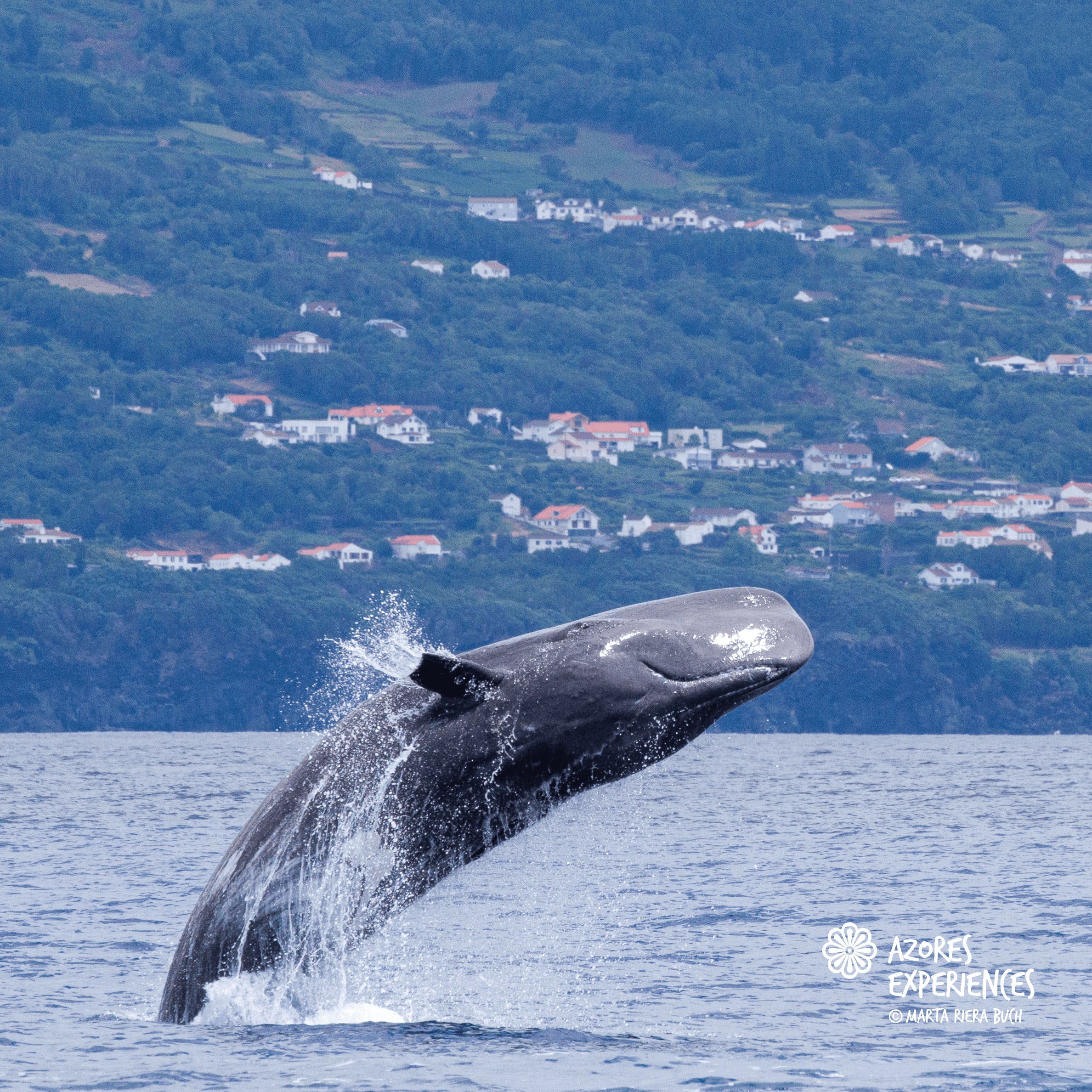 Walbeobachtung in Faial