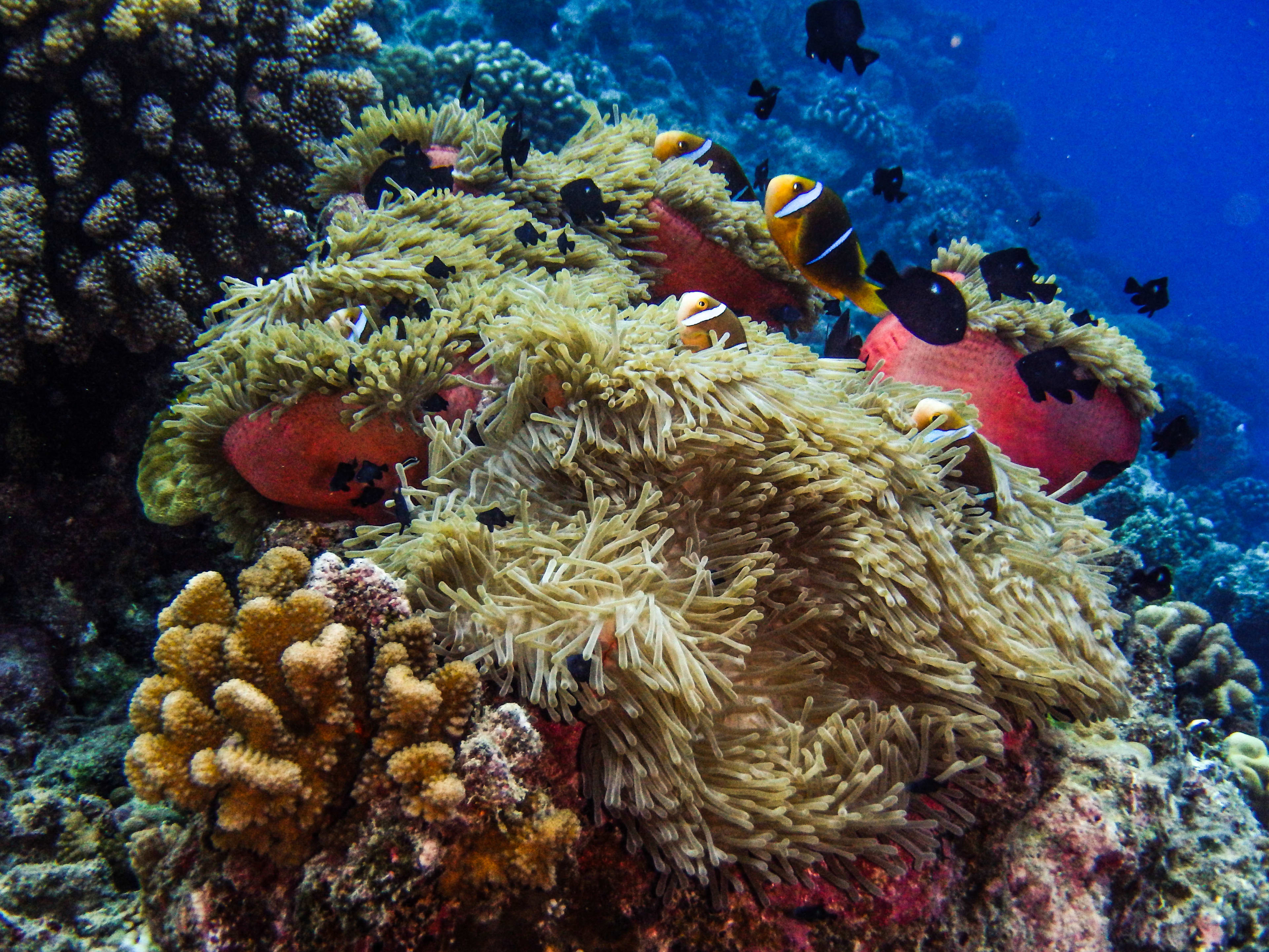 Korallenriff und Clownfische in Raiatea und Taha'a