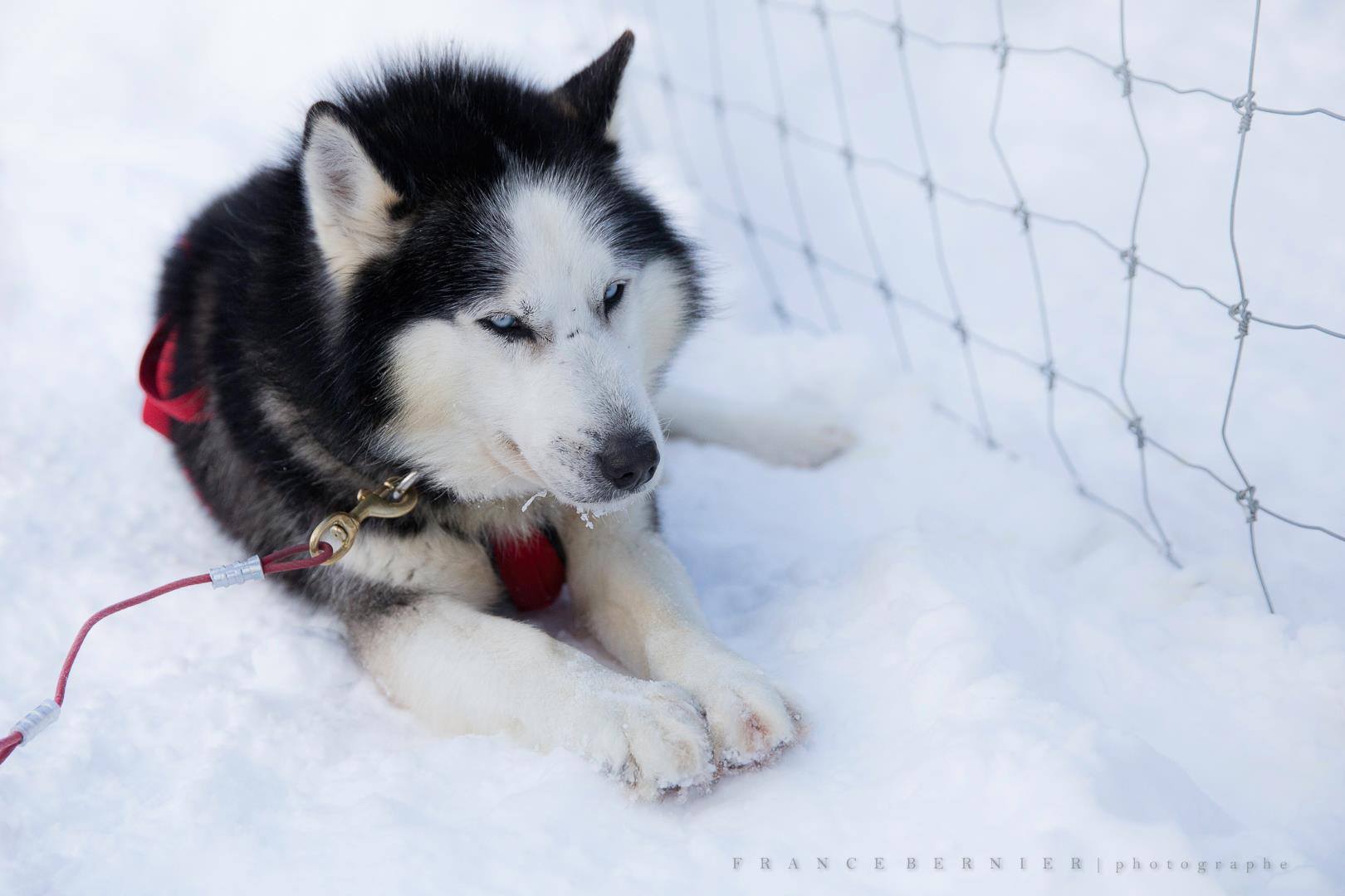 Husky sled dog lying in the snow