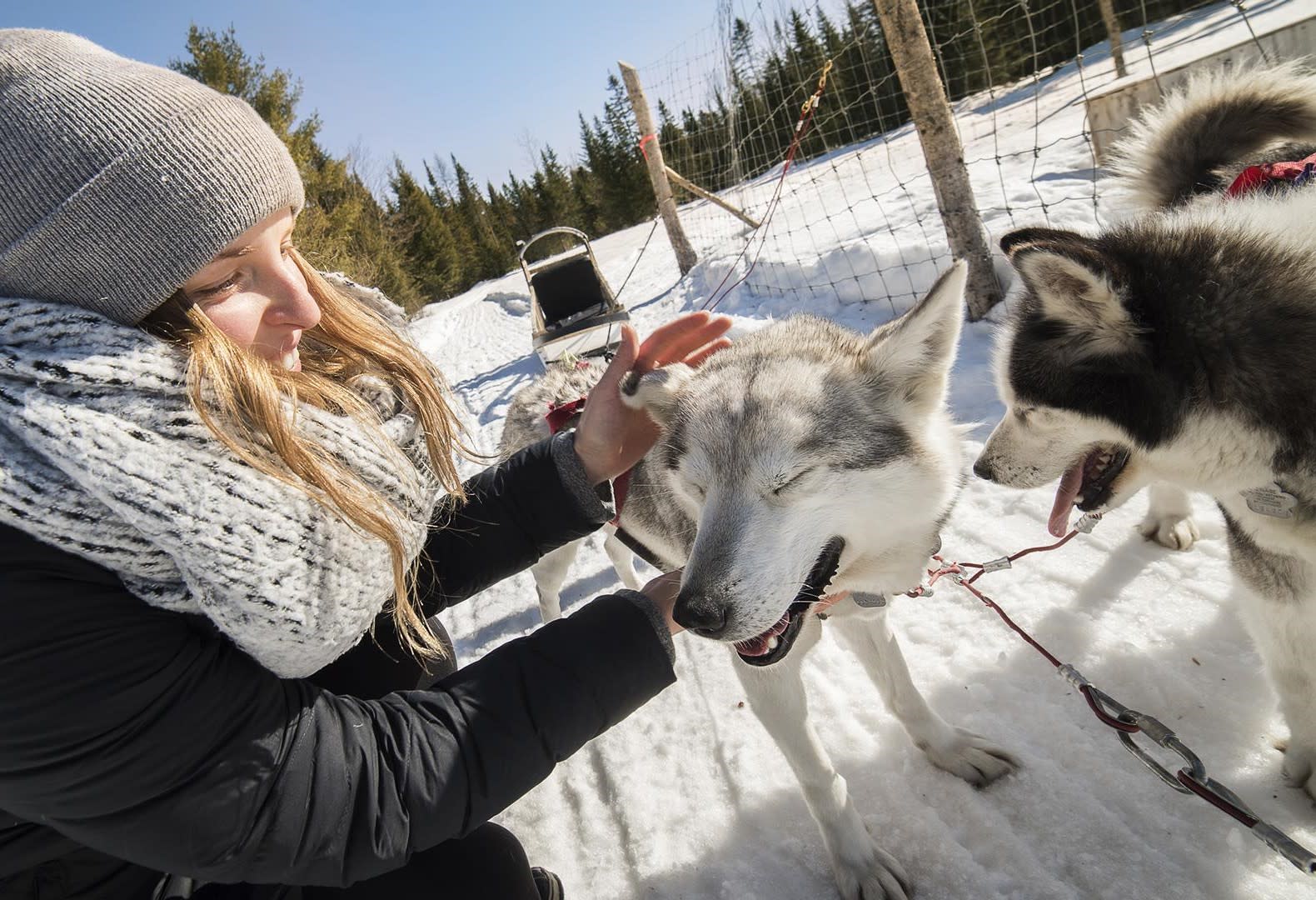 petting the sled dogs