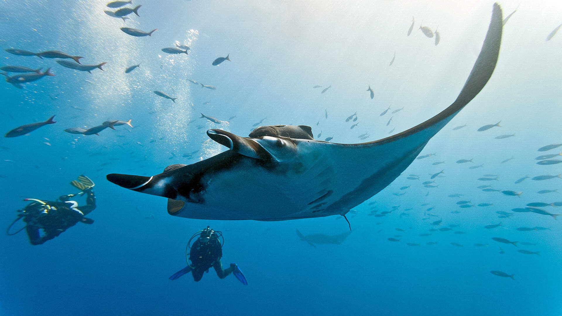 Scuba Diving with mantas in Surin Islands