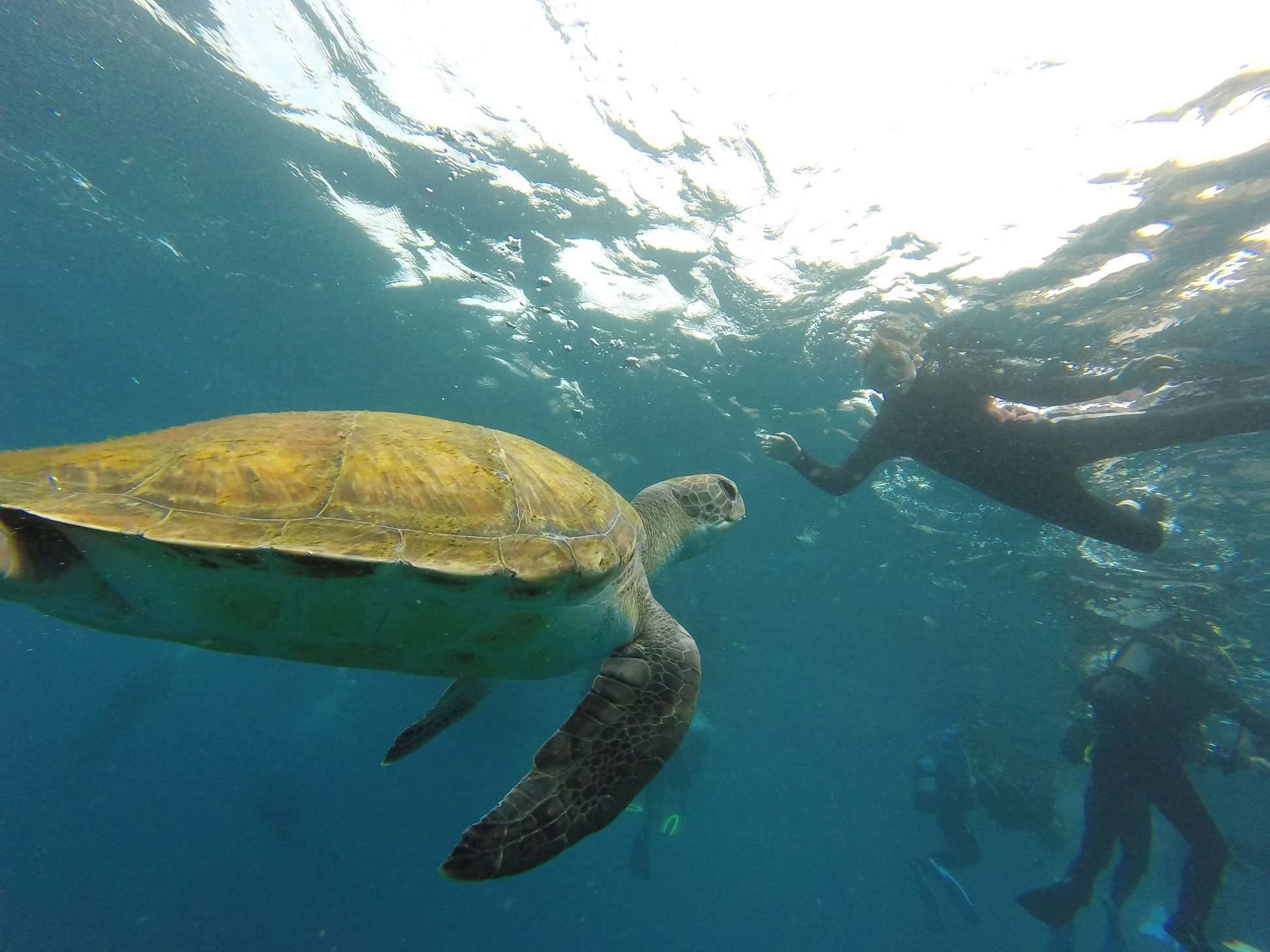 Snorkel Tenerife