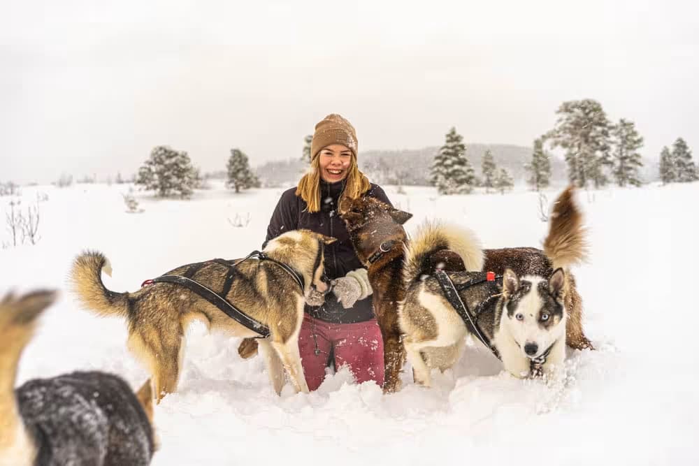 Schlittenhunde in Tromsø