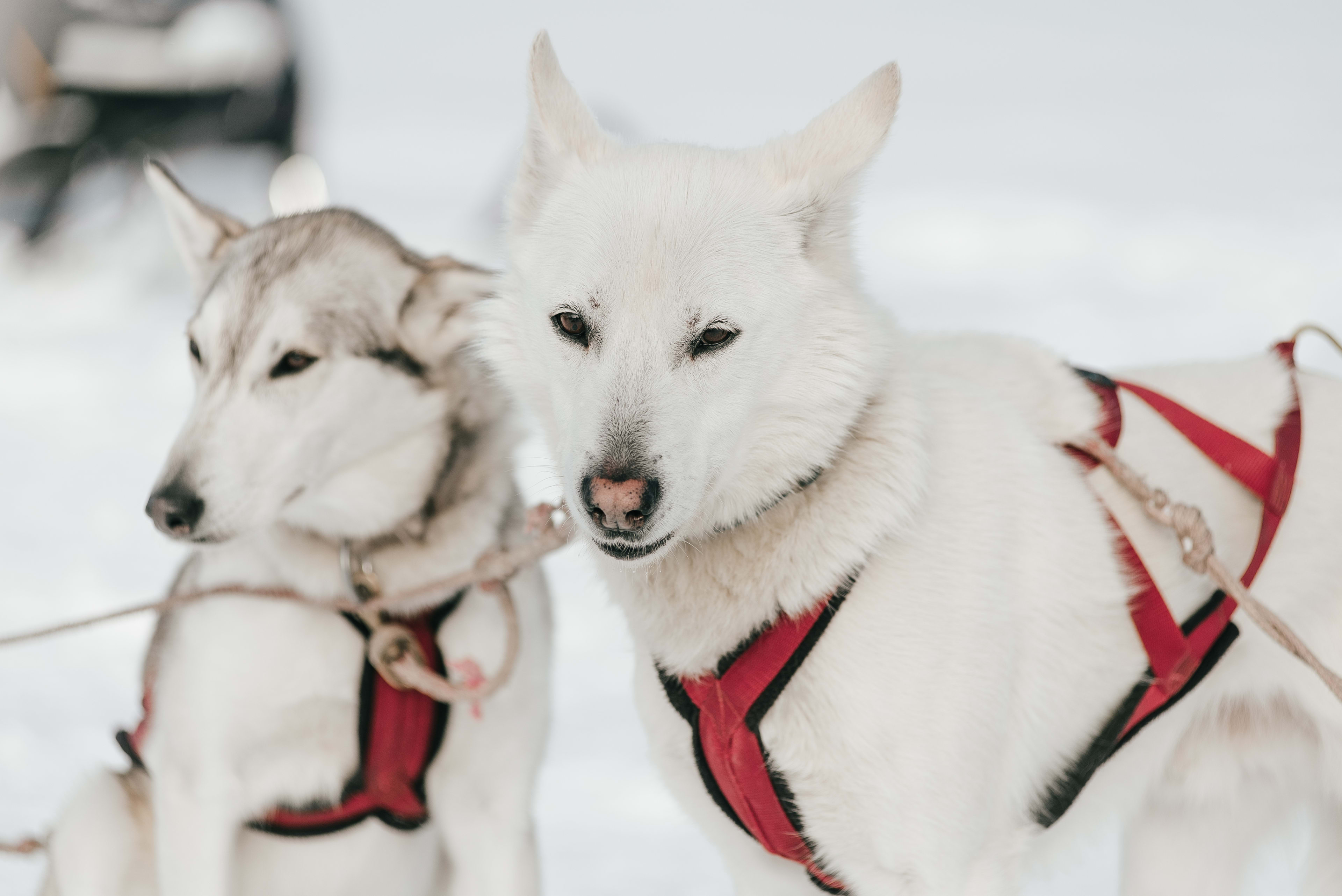 sled dogs in harness