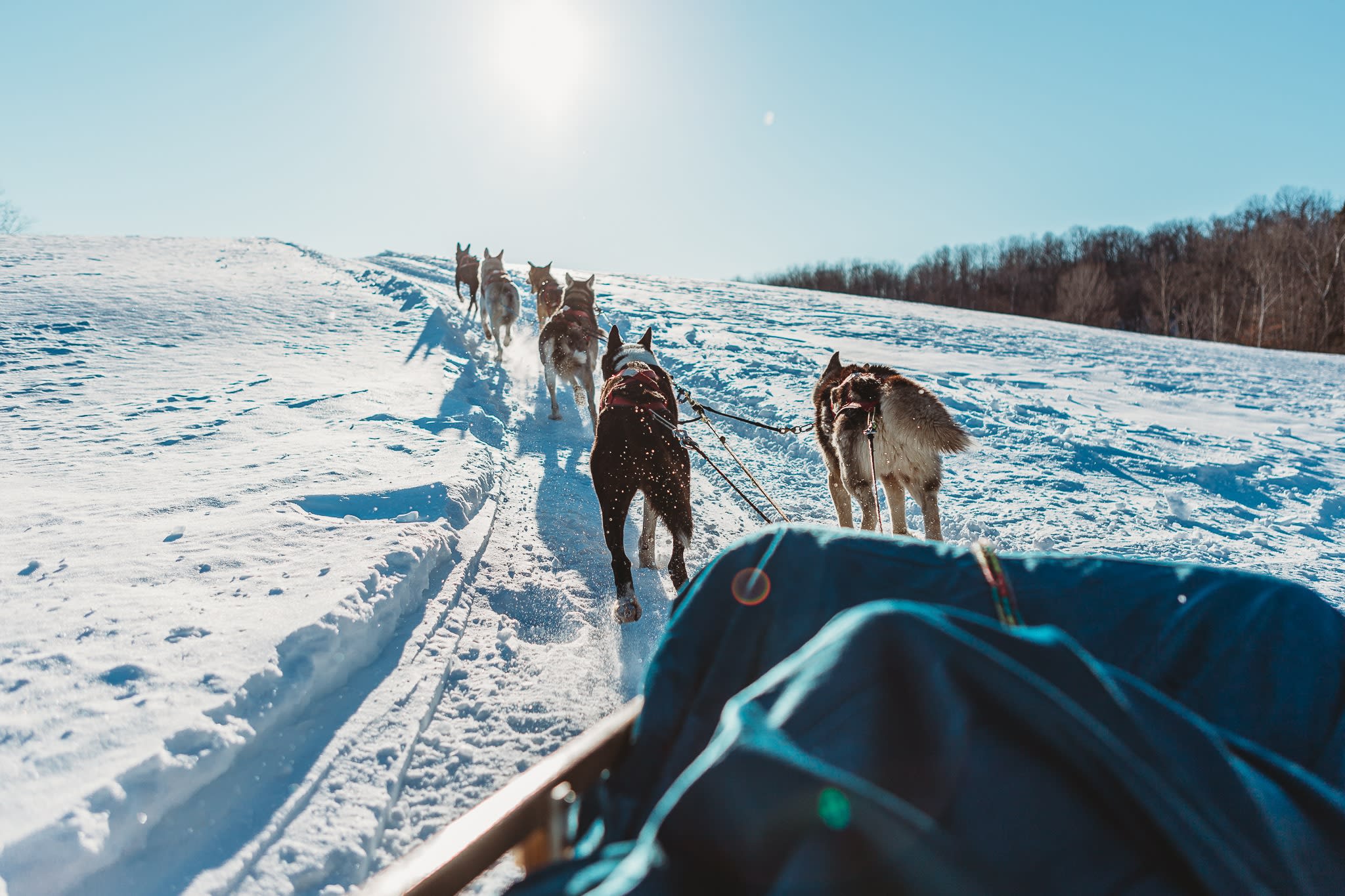dog sledding excursion in Saint-Sixte, in the Petite-Nation d'Outaouais region