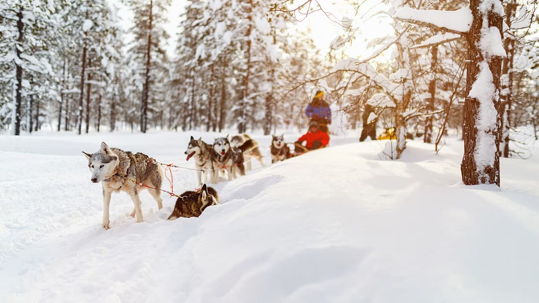 dog sledding in Levi