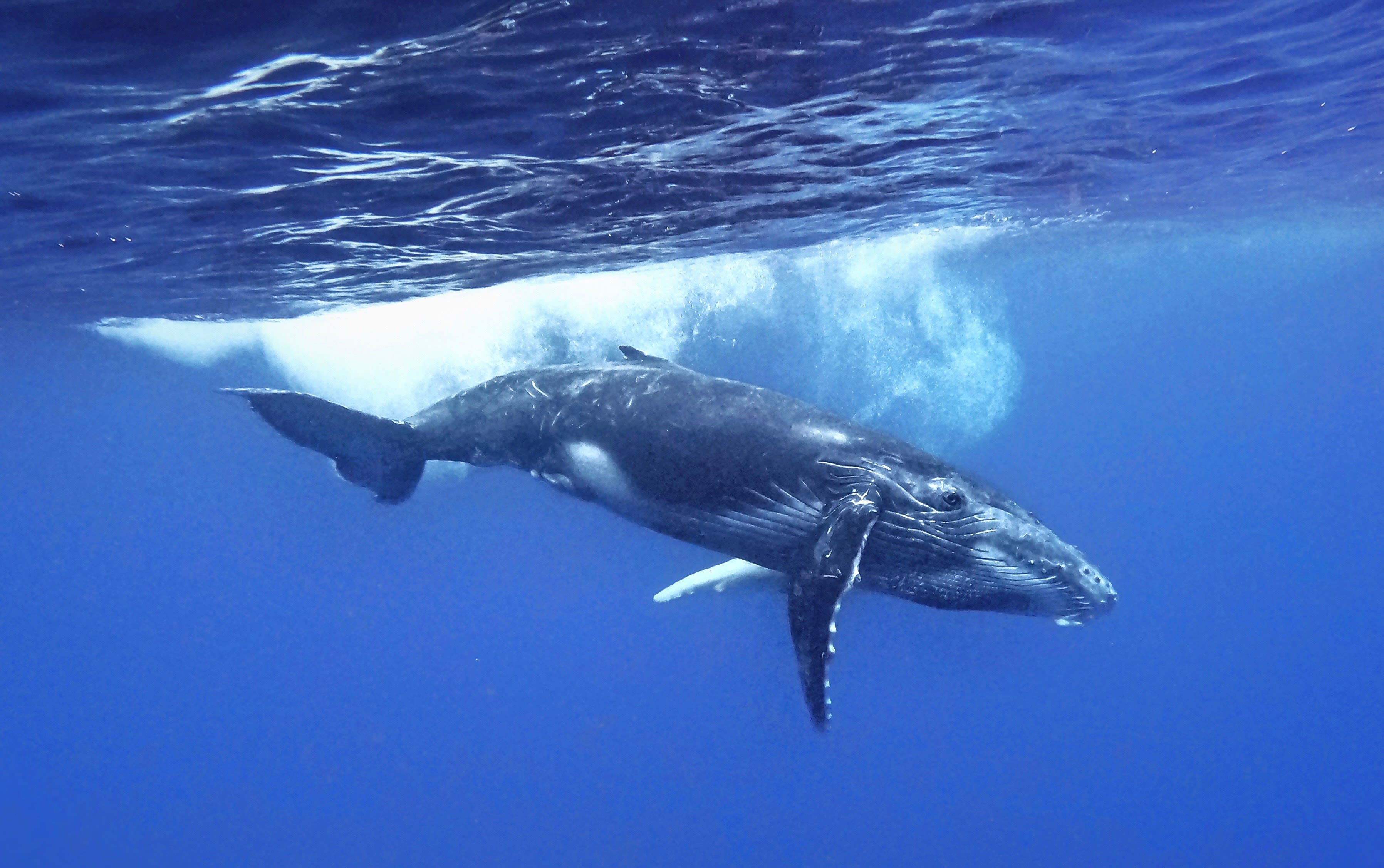 Swimming with whales from Reunion Island