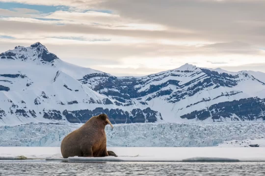 RIB Boat Safari Along Ice and Glaciers from Longyearbyen in Svalbard