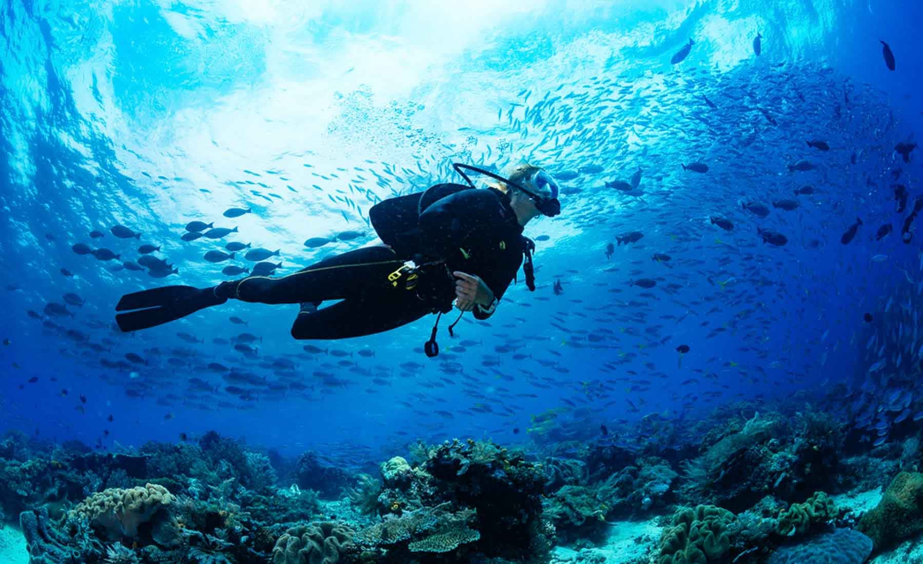 Plongée sous-marine dans la Réserve Cousteau, Guadeloupe