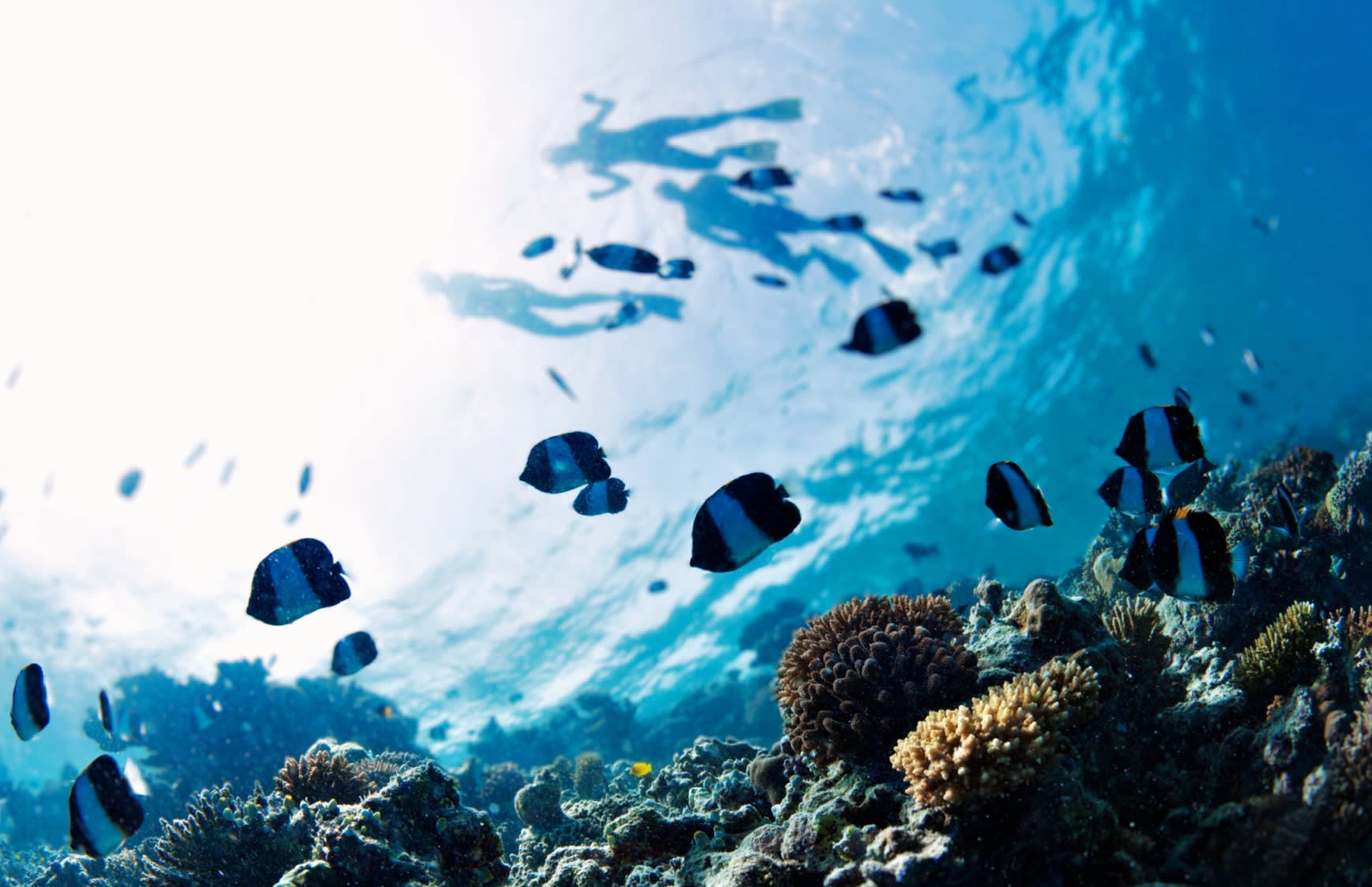 snorkelling in the Saint-Gilles lagoon