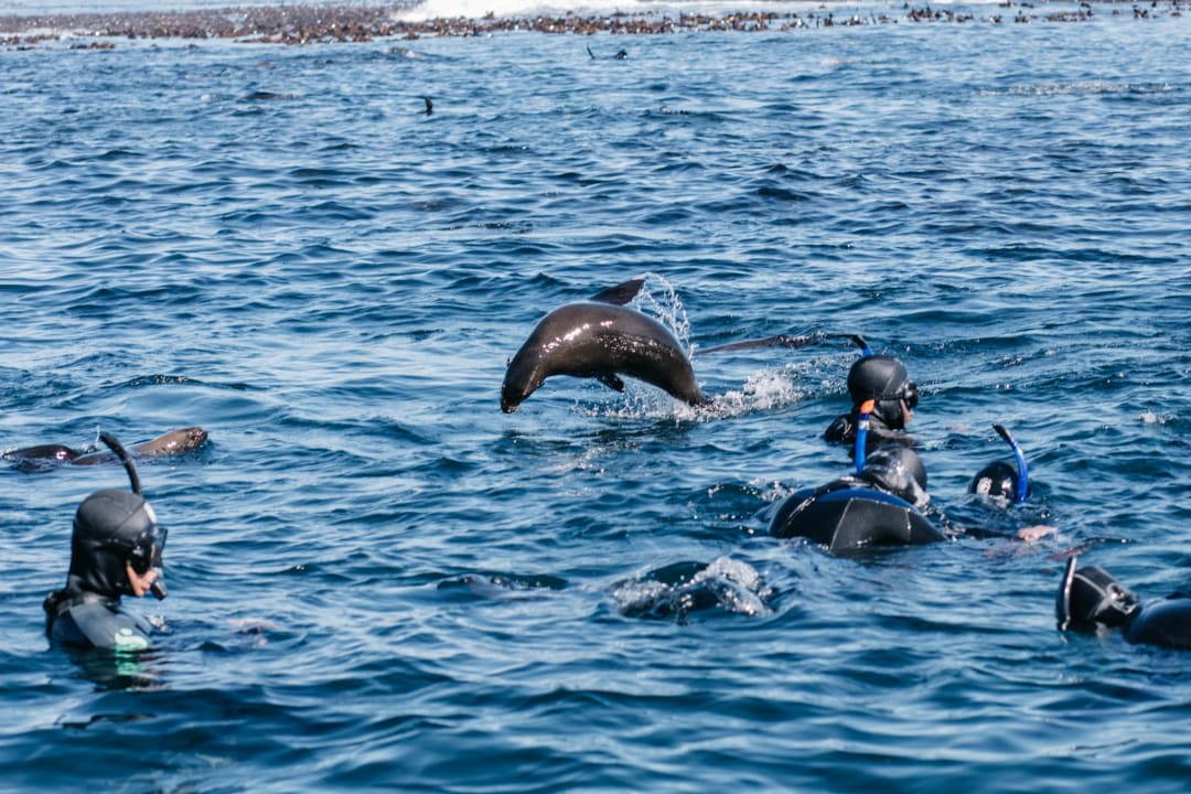 Snorkelling with seals in Cape Town