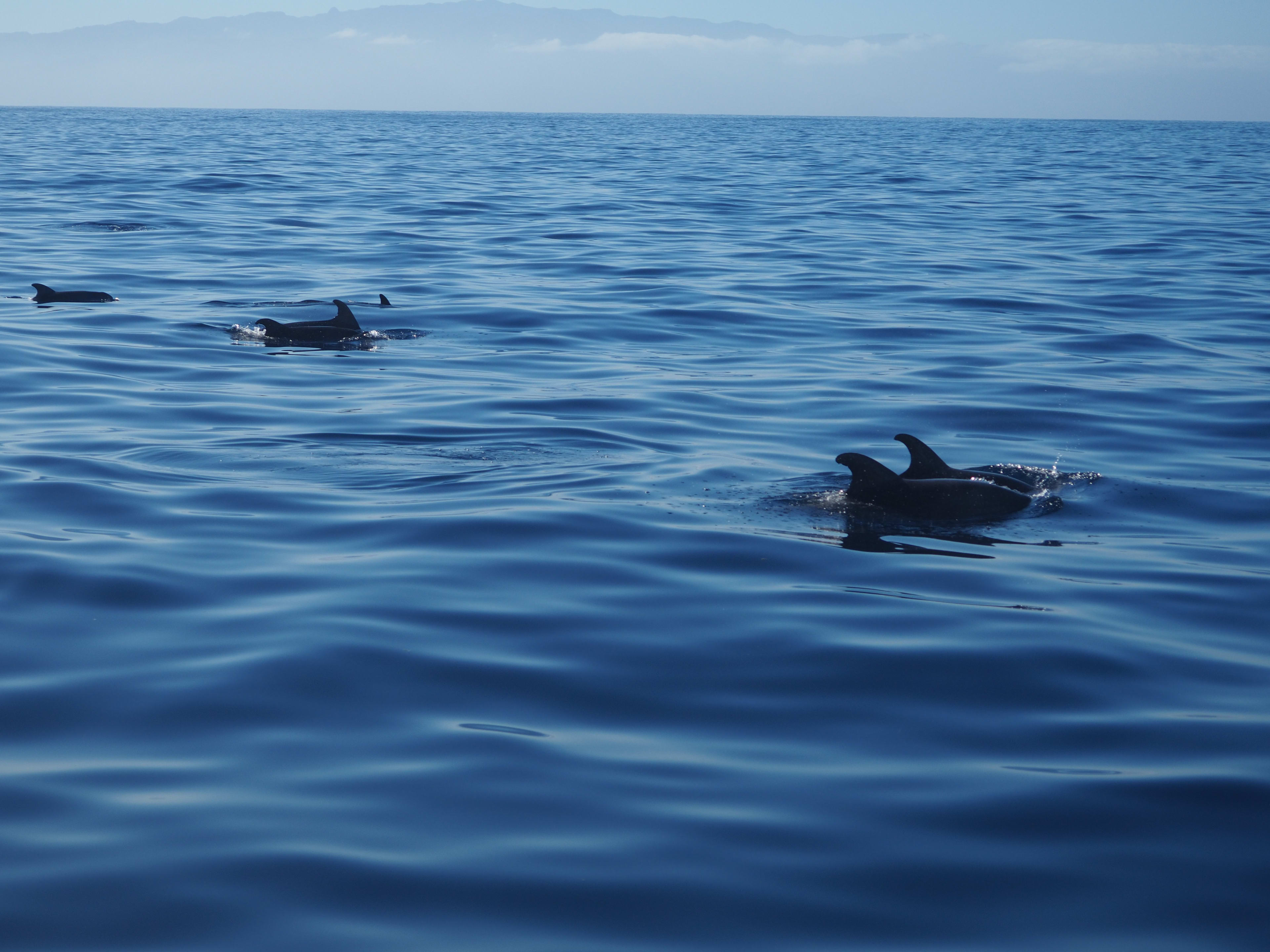 Dolphins Tenerife