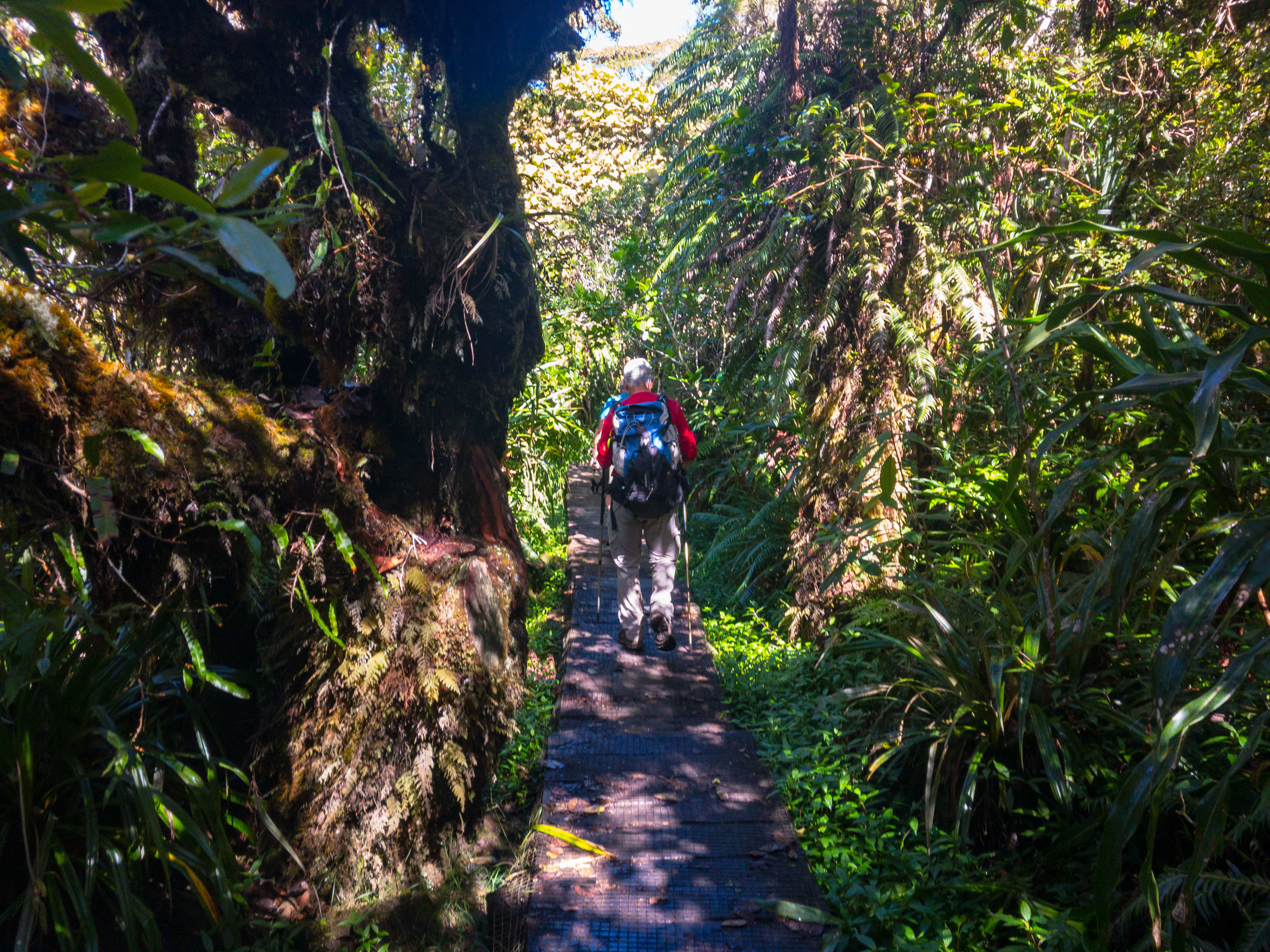 Paseo por el bosque de Bélouve