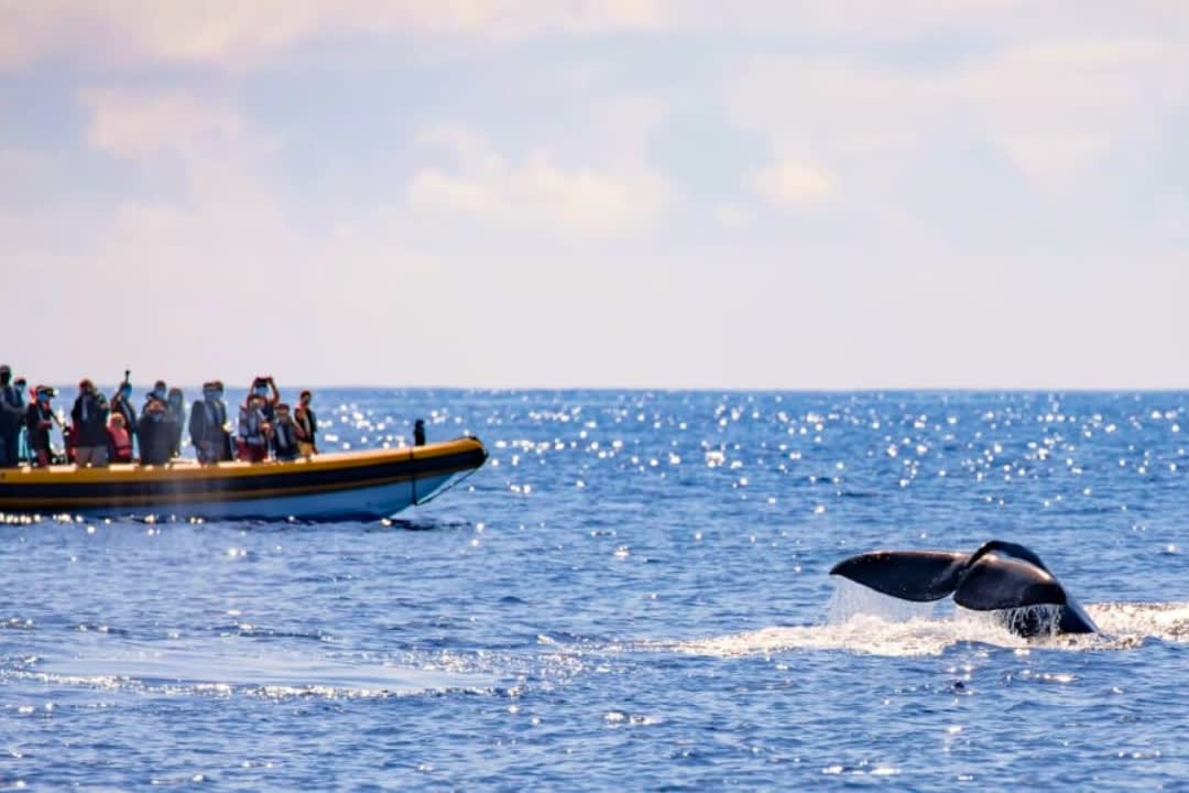 Una familia disfruta de una expedición de avistamiento de cetáceos y una vuelta al islote de Vila Franca en São Miguel, Azores