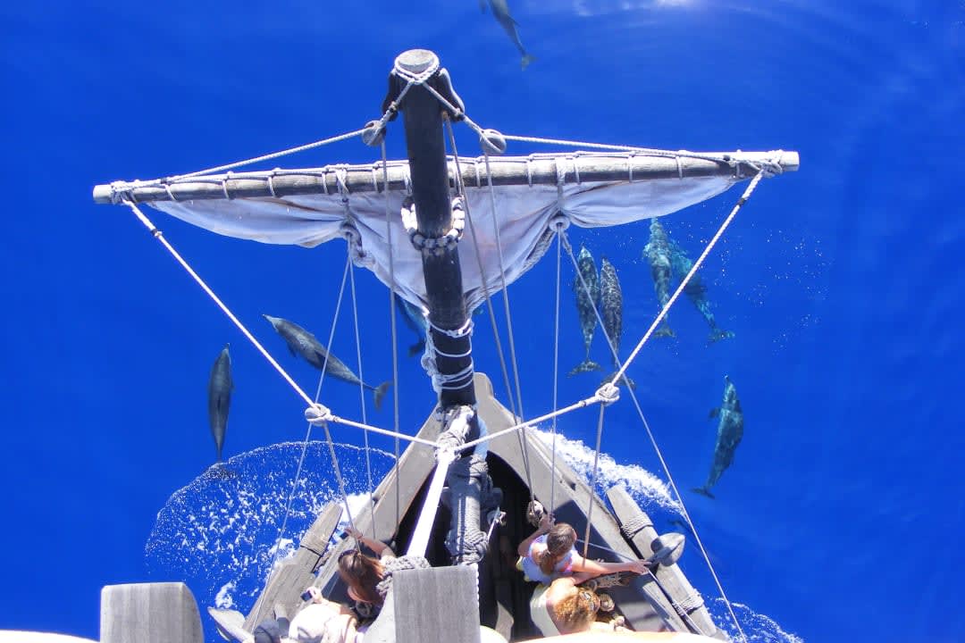 Whale and Dolphin-Watching Sailing tour in the 'Santa Maria de Colombo' from Funchal, Madeira
