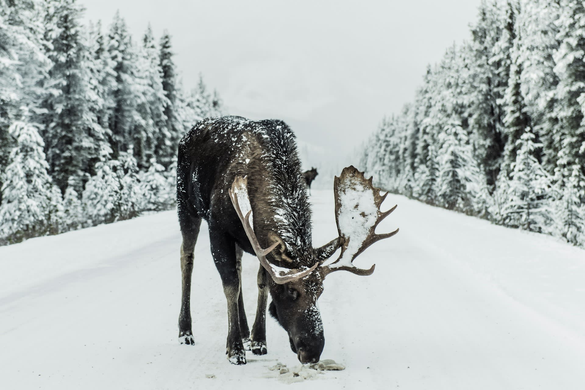 Moose in the snow