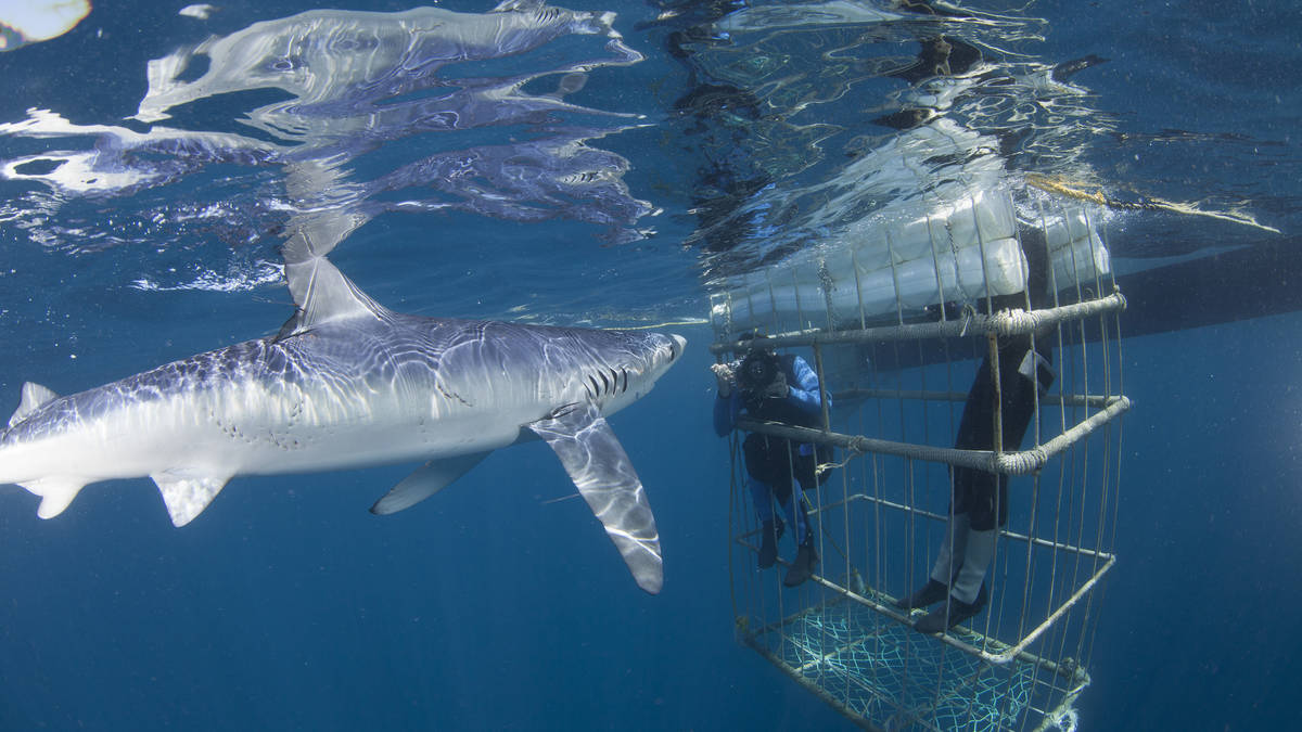 Shark Cage Diving in Cape Town