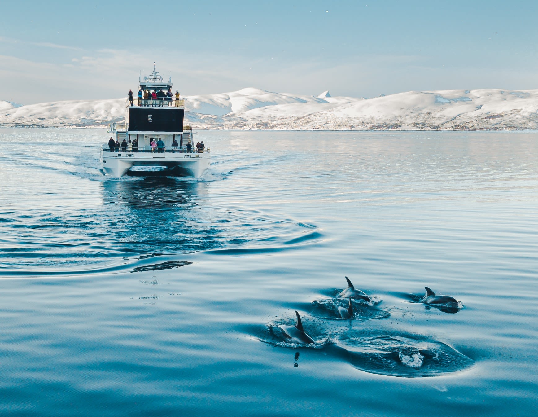 Wildlife experience from Tromso