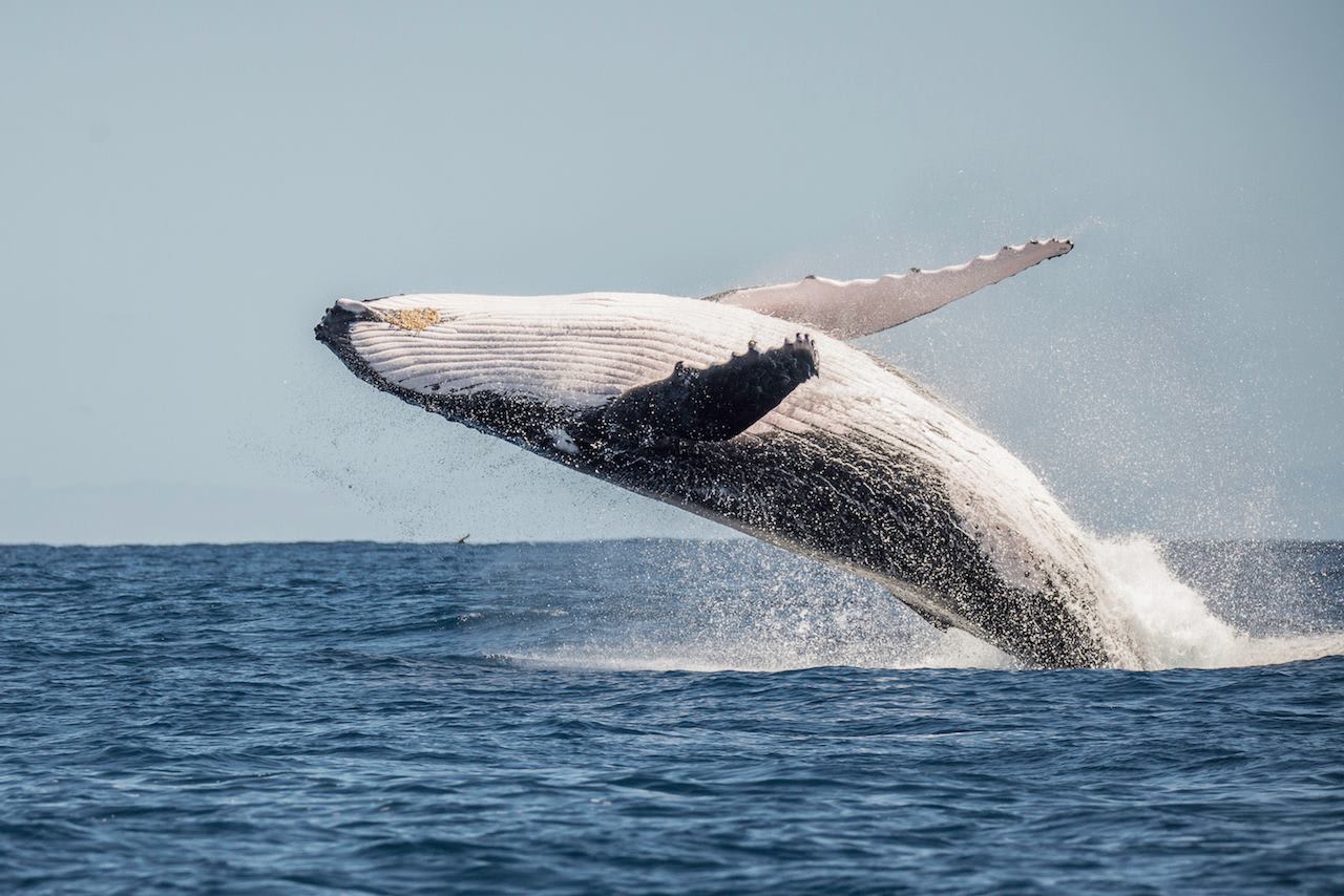 avistamiento de ballenas en Taiarapu