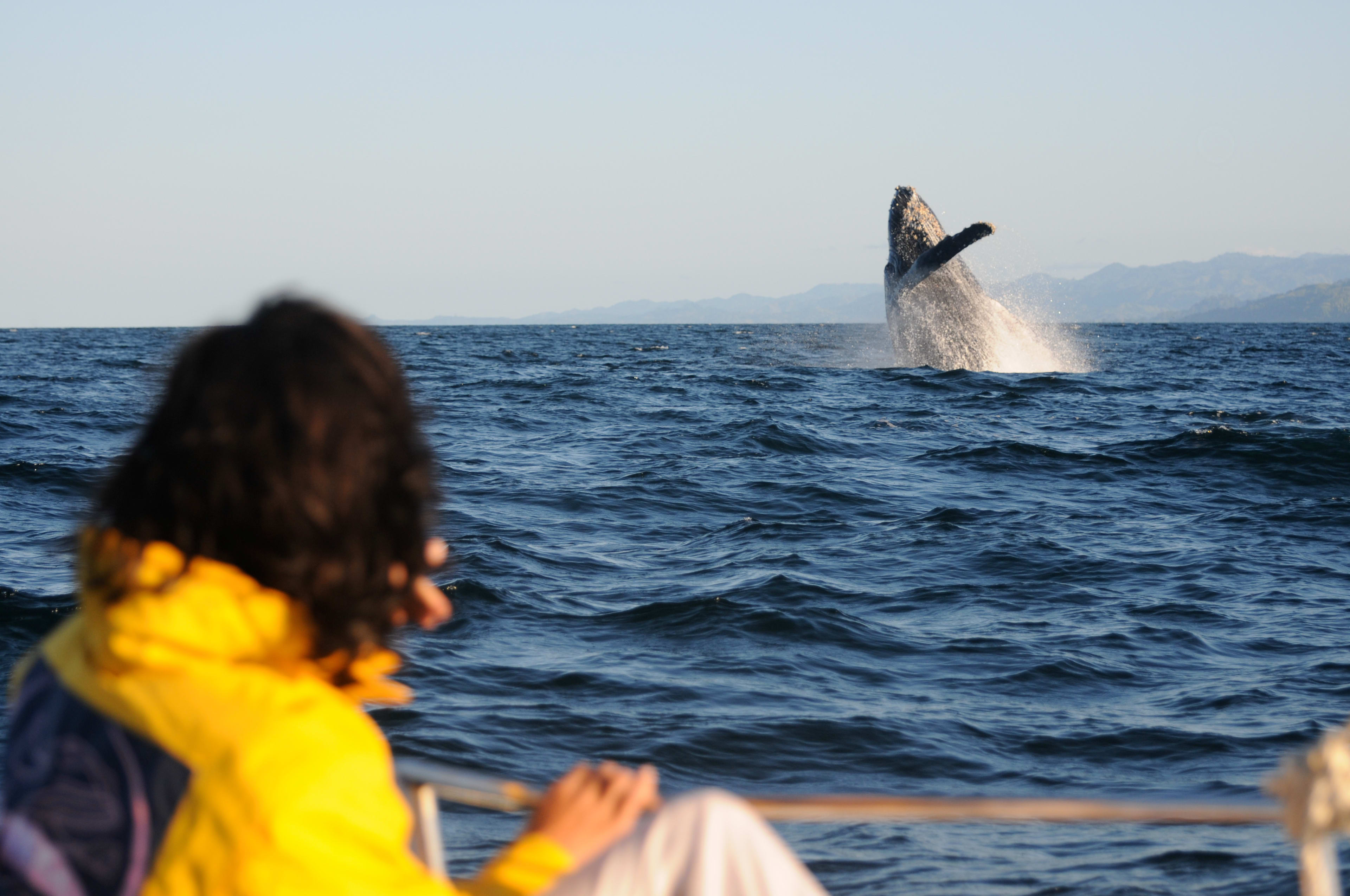 Baleine à la Réunion