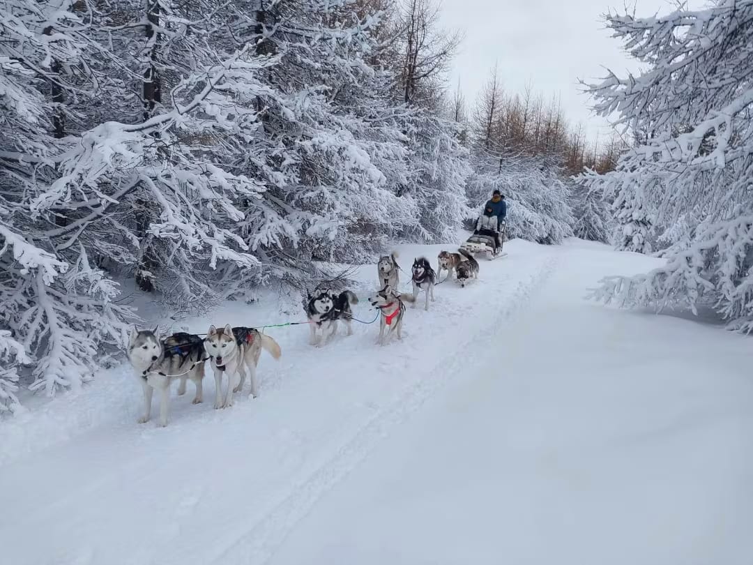 Perros trineo en Islandia
