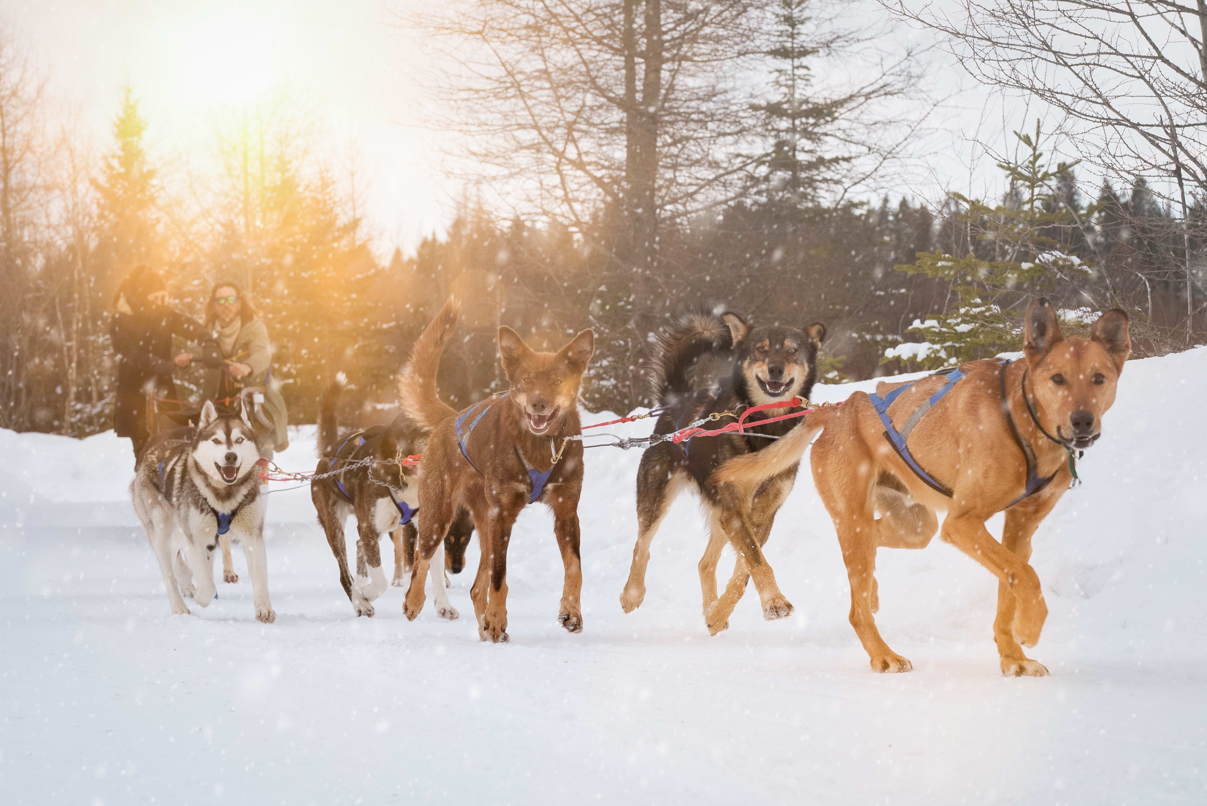 Dogsled ride in Saint-Hippolyte