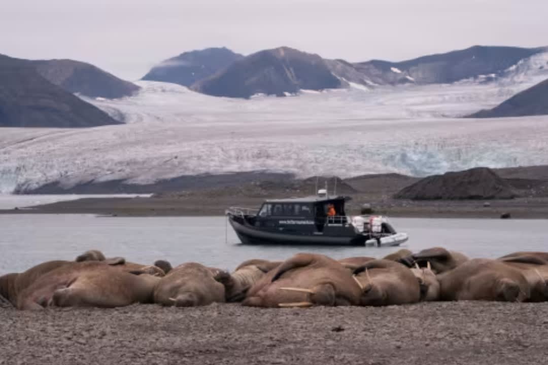 Speed Boat Trip to a Walrus Colony in Svalbard