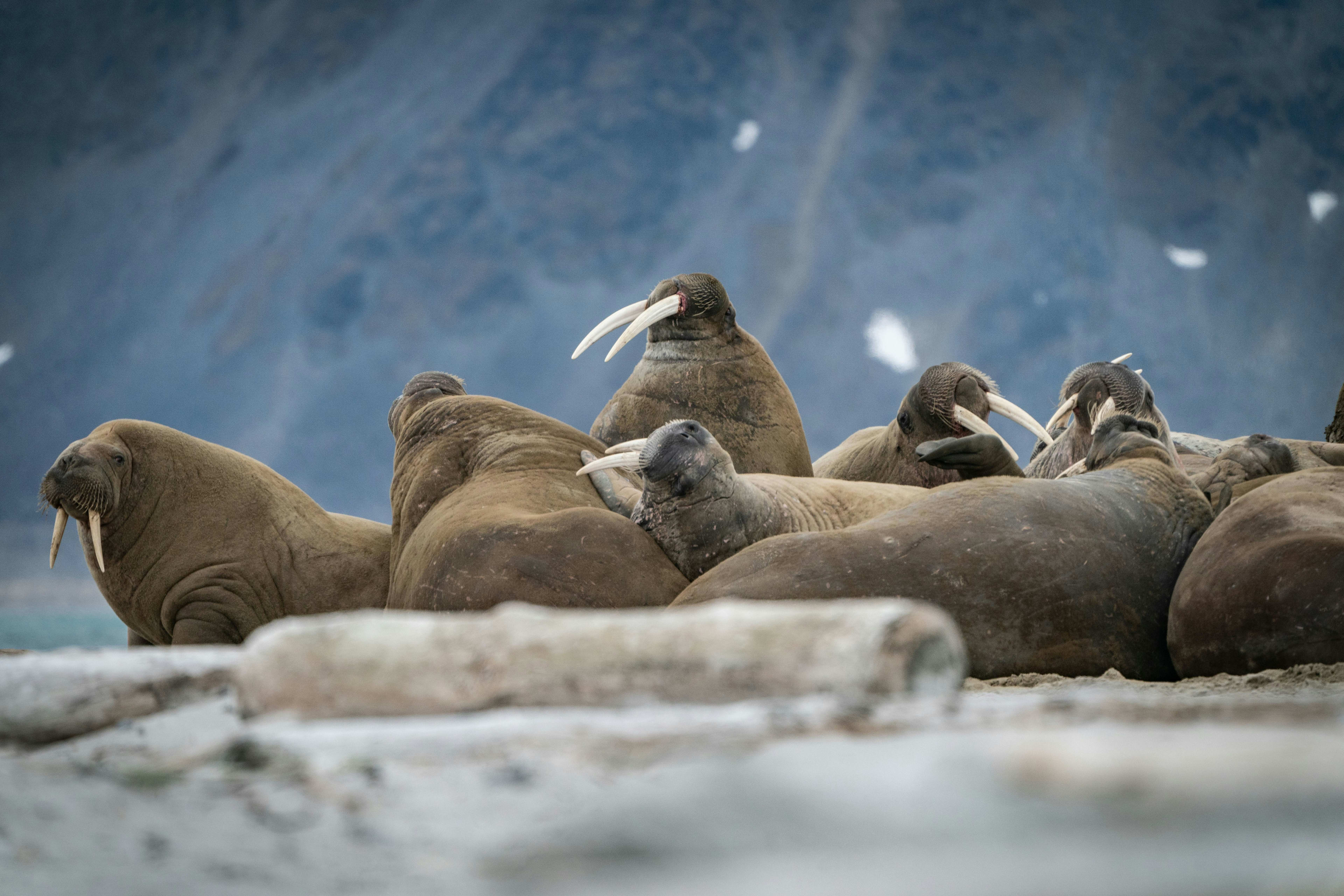 Spitzbergen
