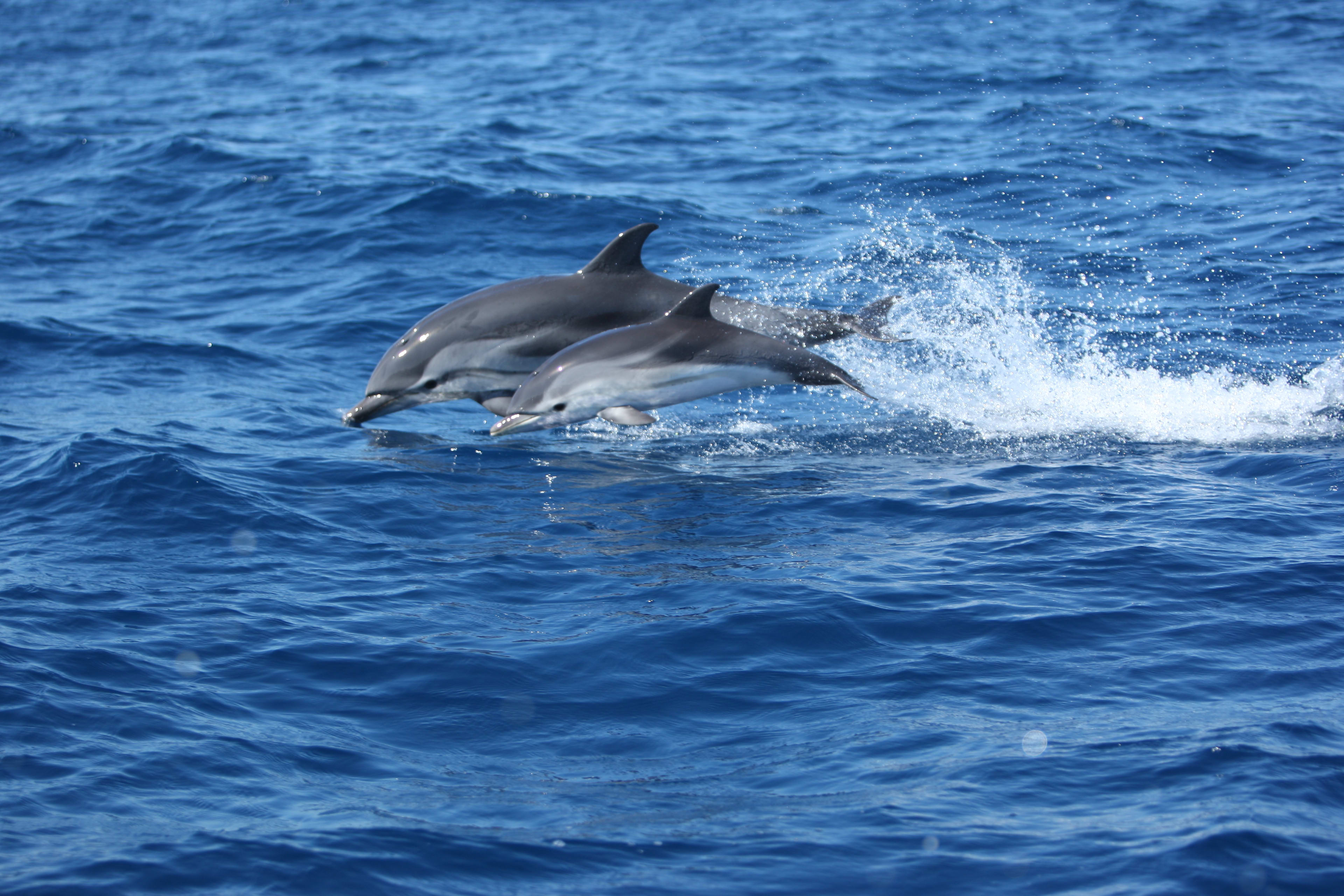 Delfinbeobachtung
