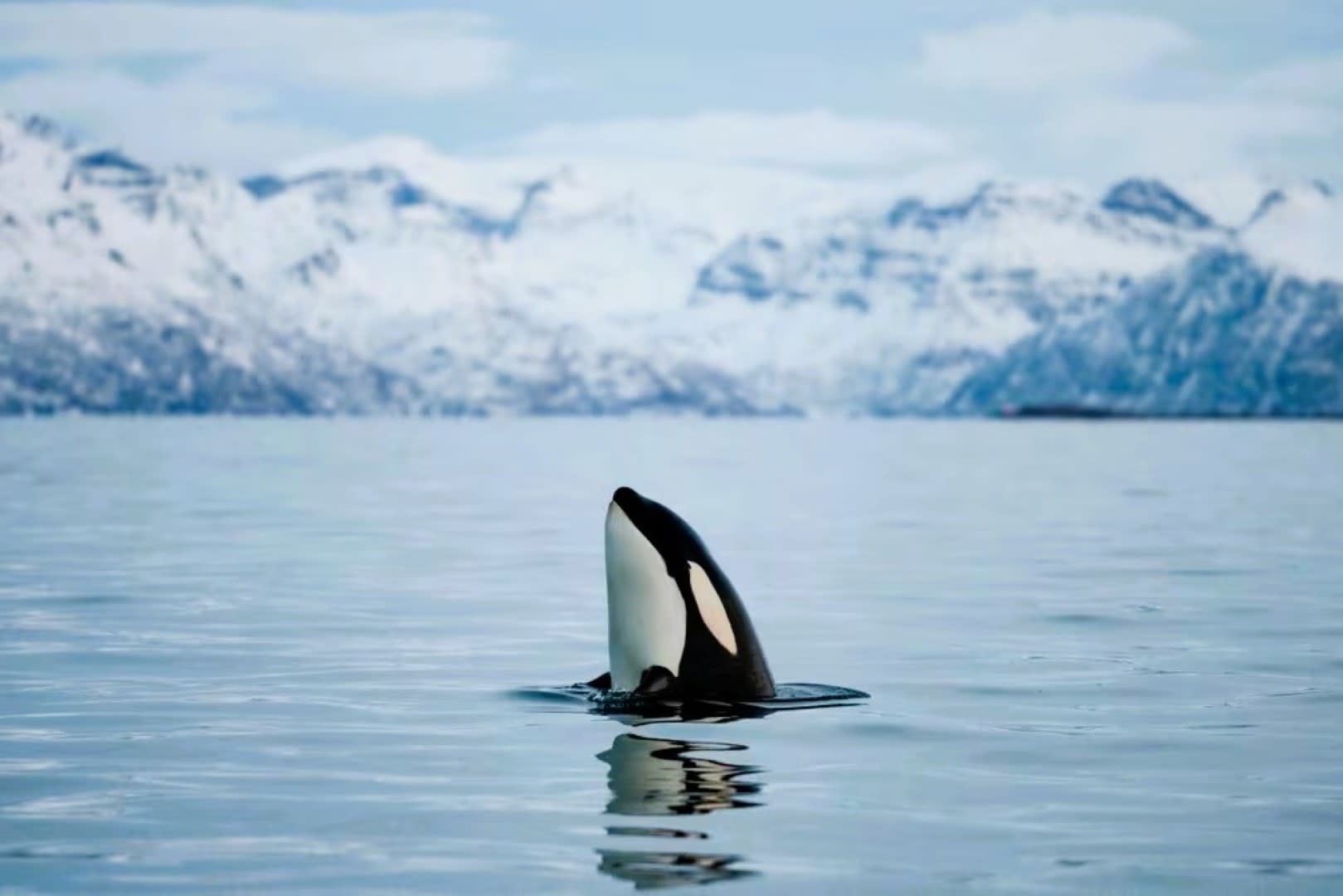 Die Tierwelt von Tromsø