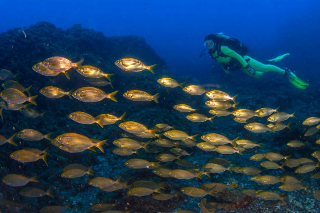 A person doing a Guided Exploration Dives on the island of Faial, Azores