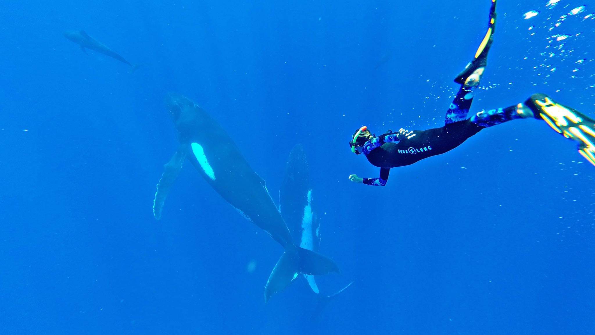 Snorkelling with whales