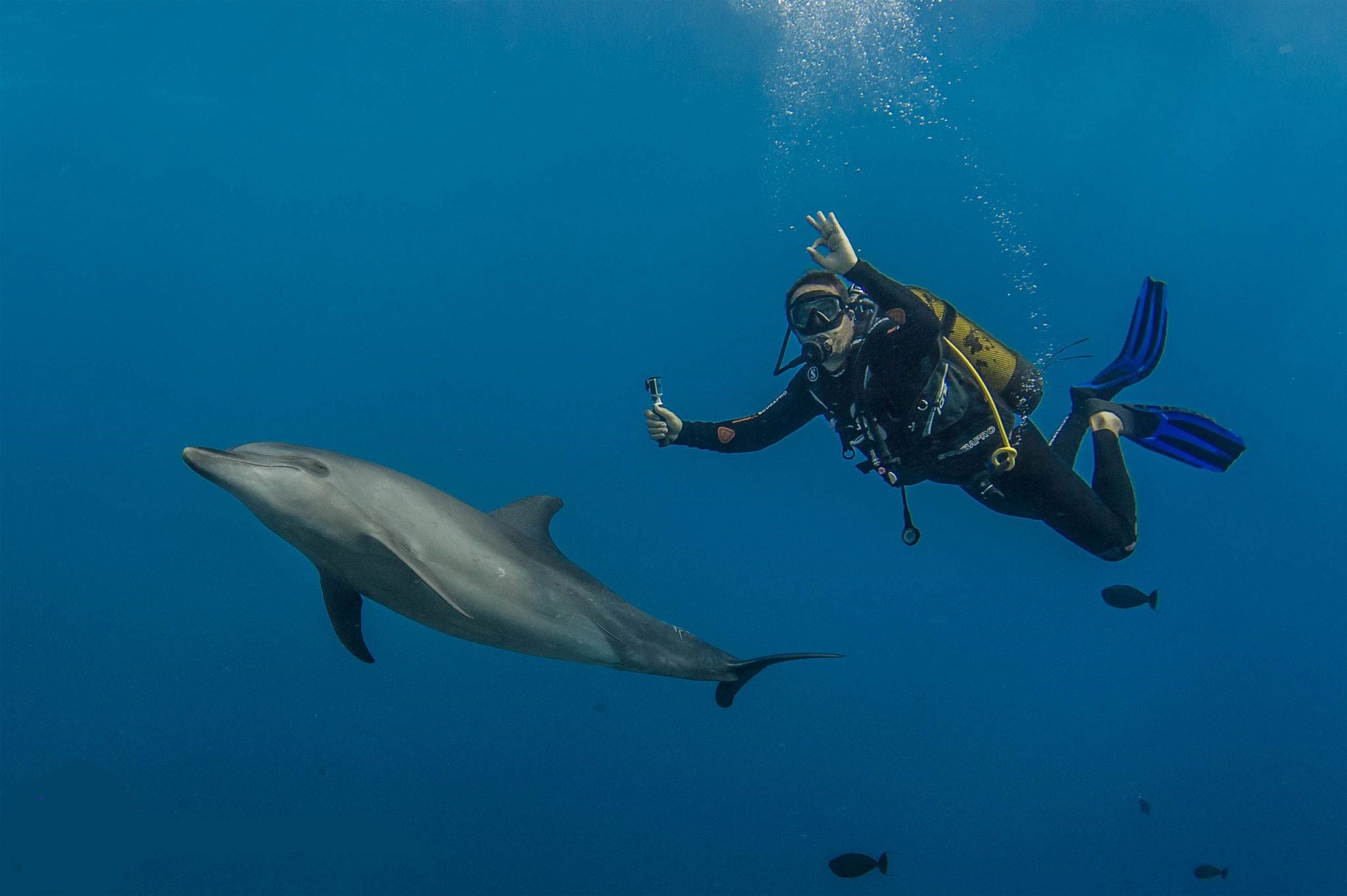 plongée sous-marine avec un grand dauphin