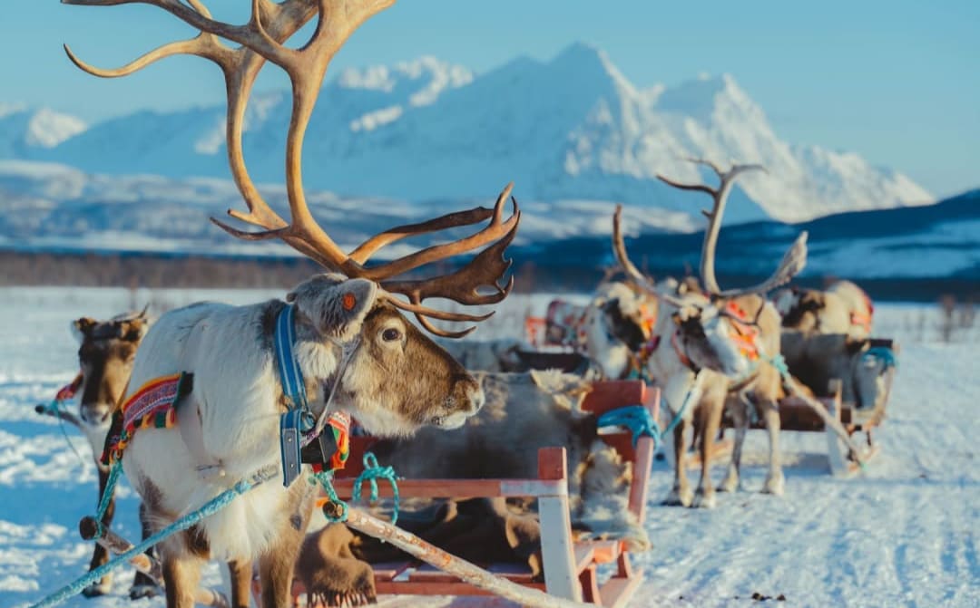 reindeers pulling a sled in tromso